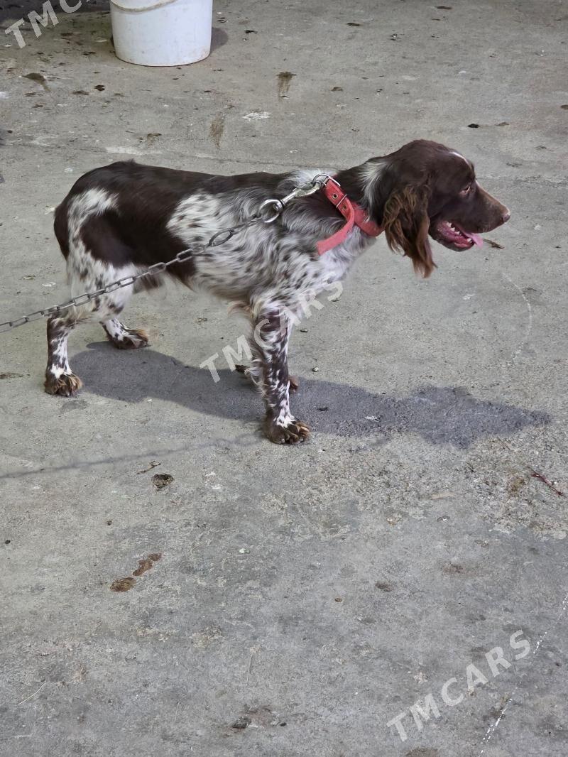 spaniel awcy gujukler - Ашхабад - img 5