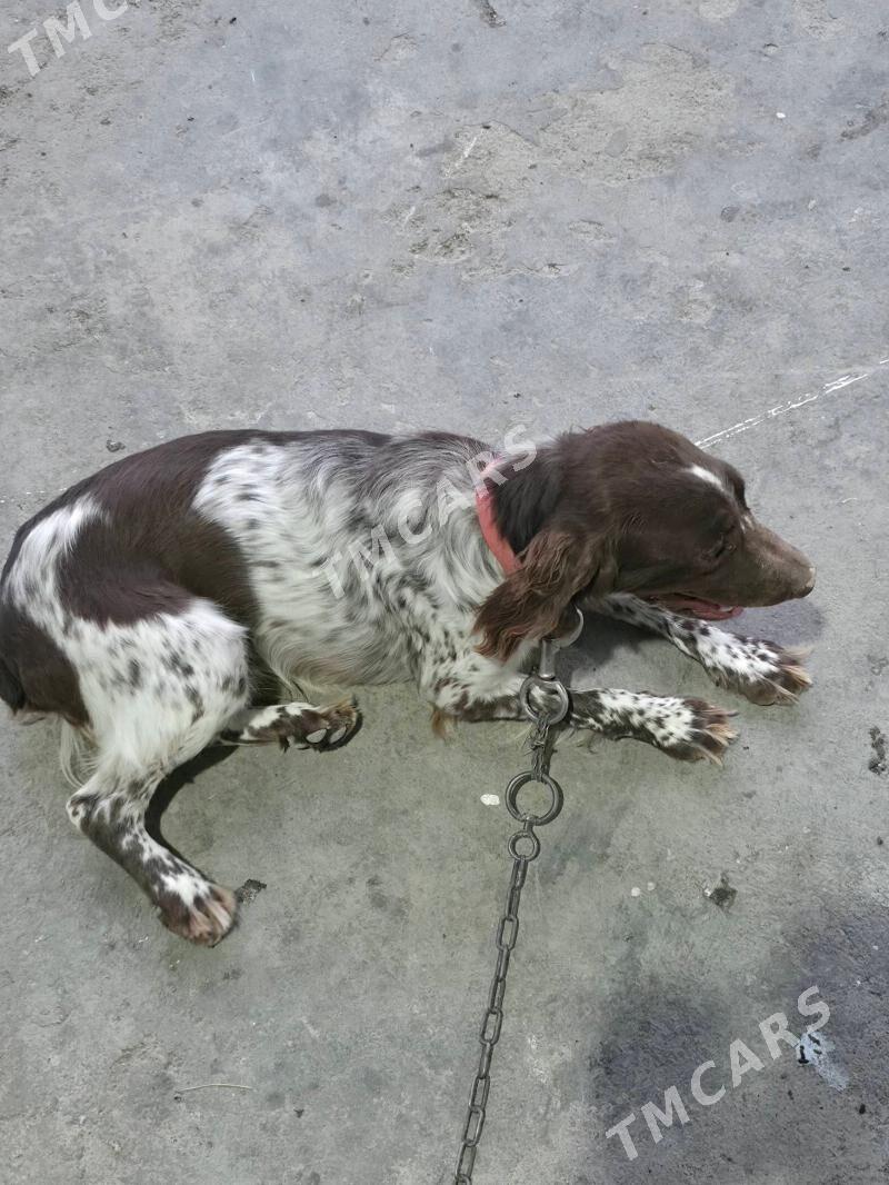 spaniel awcy gujukler - Ашхабад - img 6