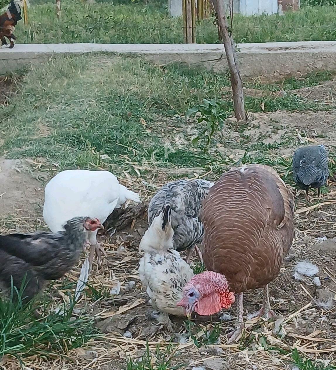 towuk, induk, sesarka - Gökdepe - img 3