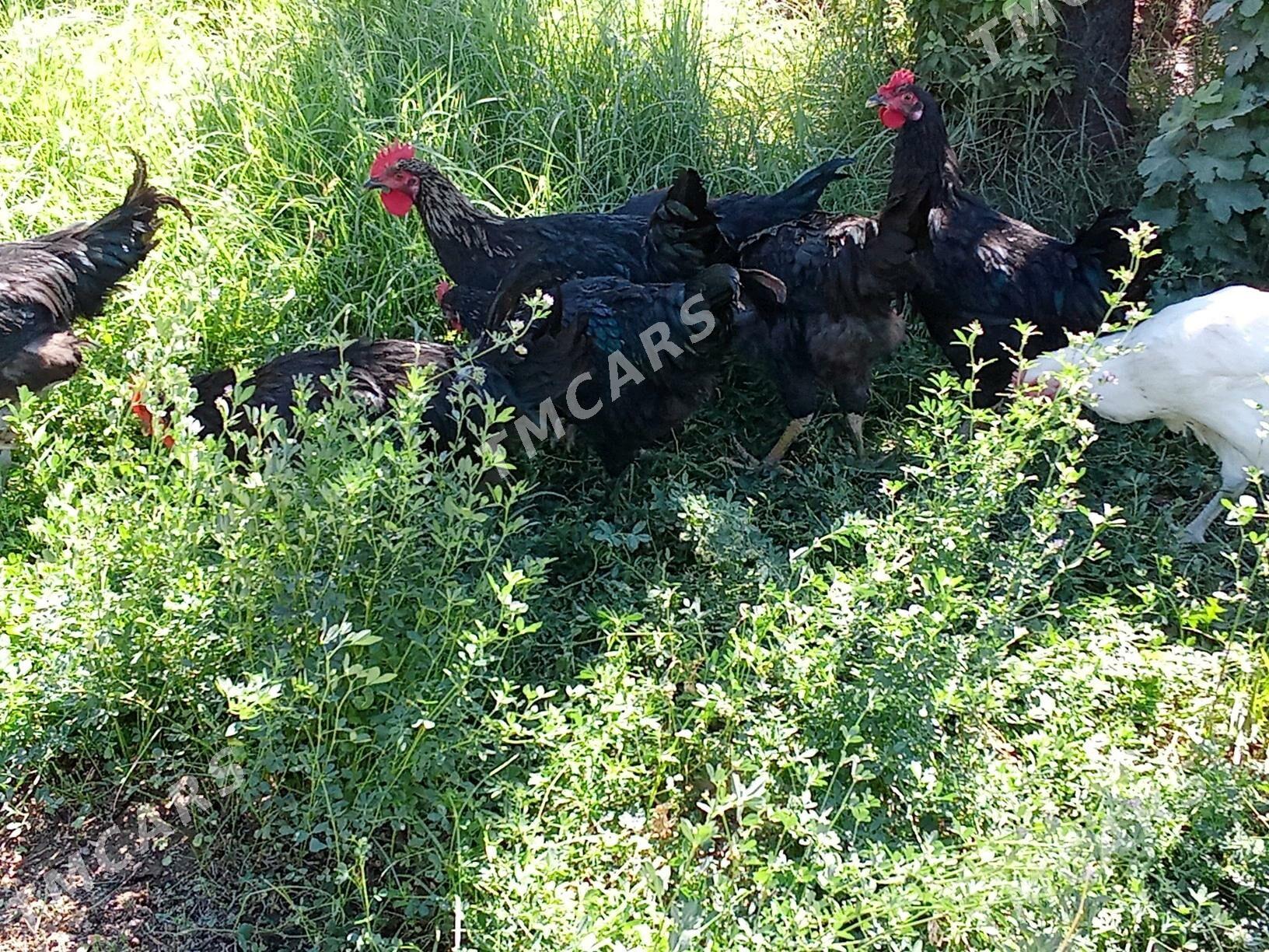 Gigant horazlar - Мары - img 2