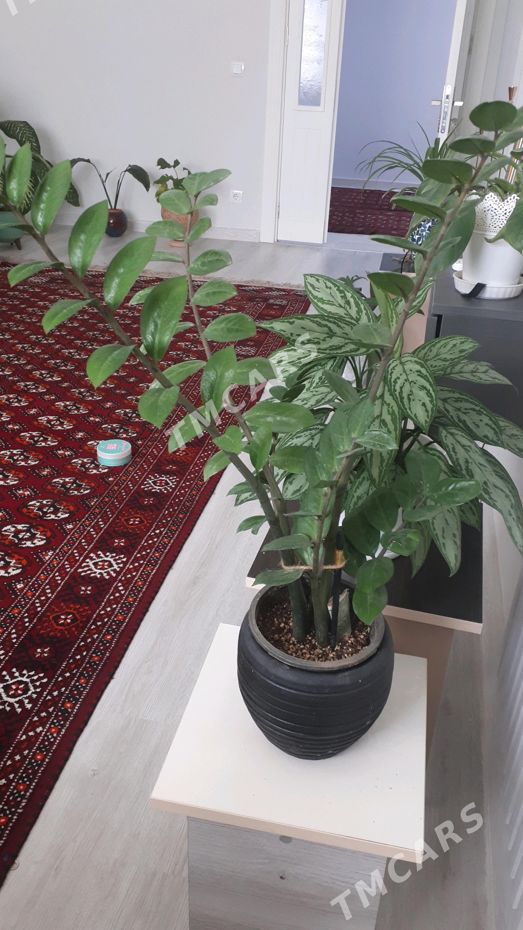 Монстера Альба / Monstera - Ашхабад - img 3