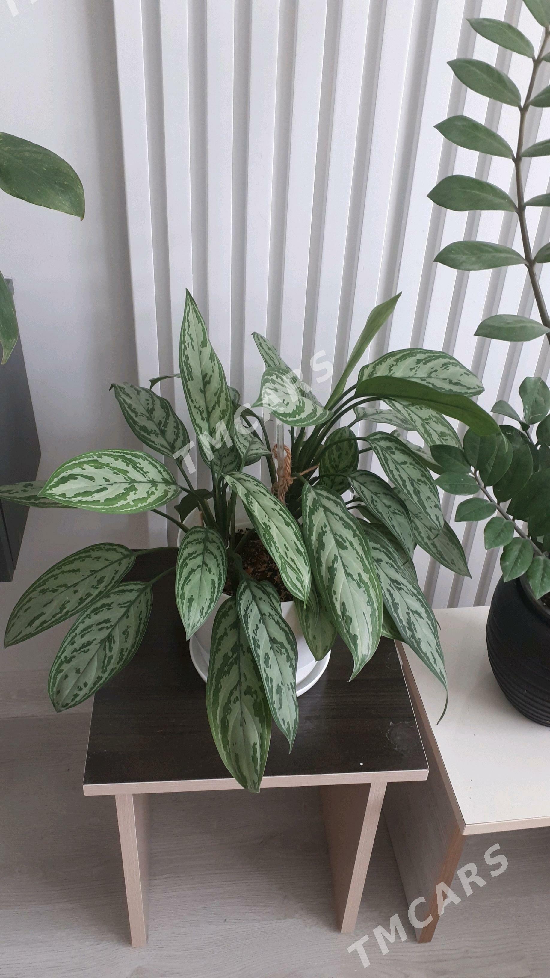 Монстера Альба / Monstera - Ашхабад - img 4