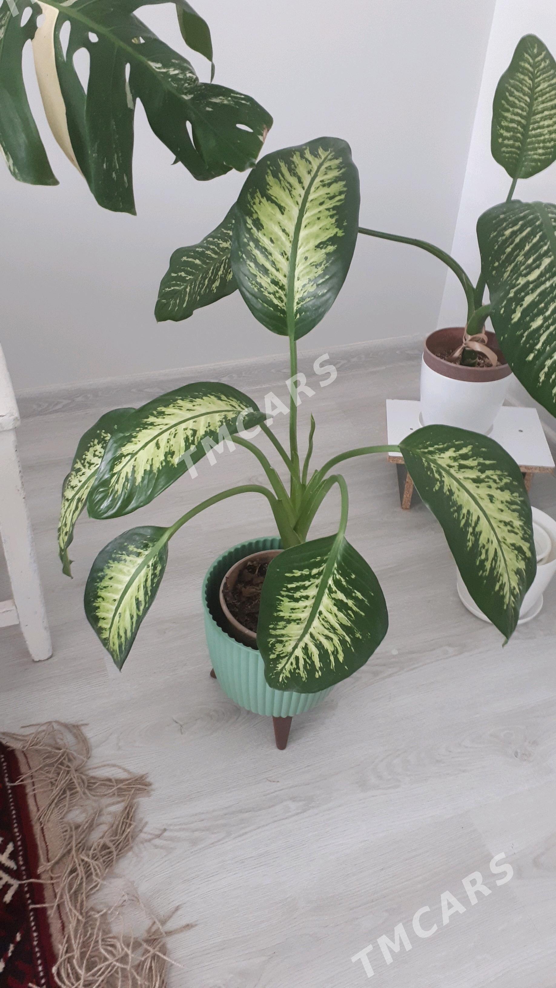 Монстера Альба / Monstera - Ашхабад - img 5