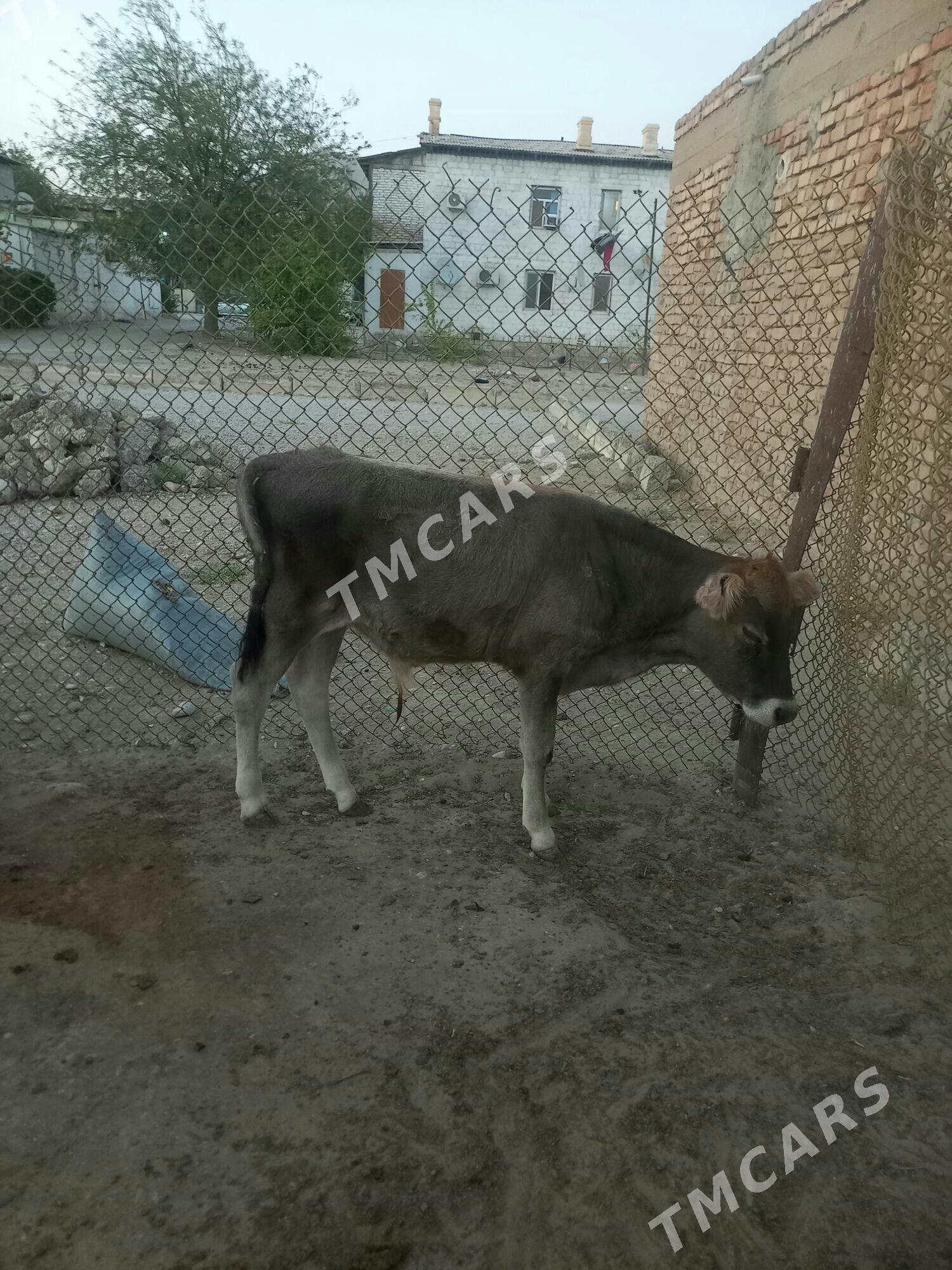 Òkùzçe - Balkanabat - img 3