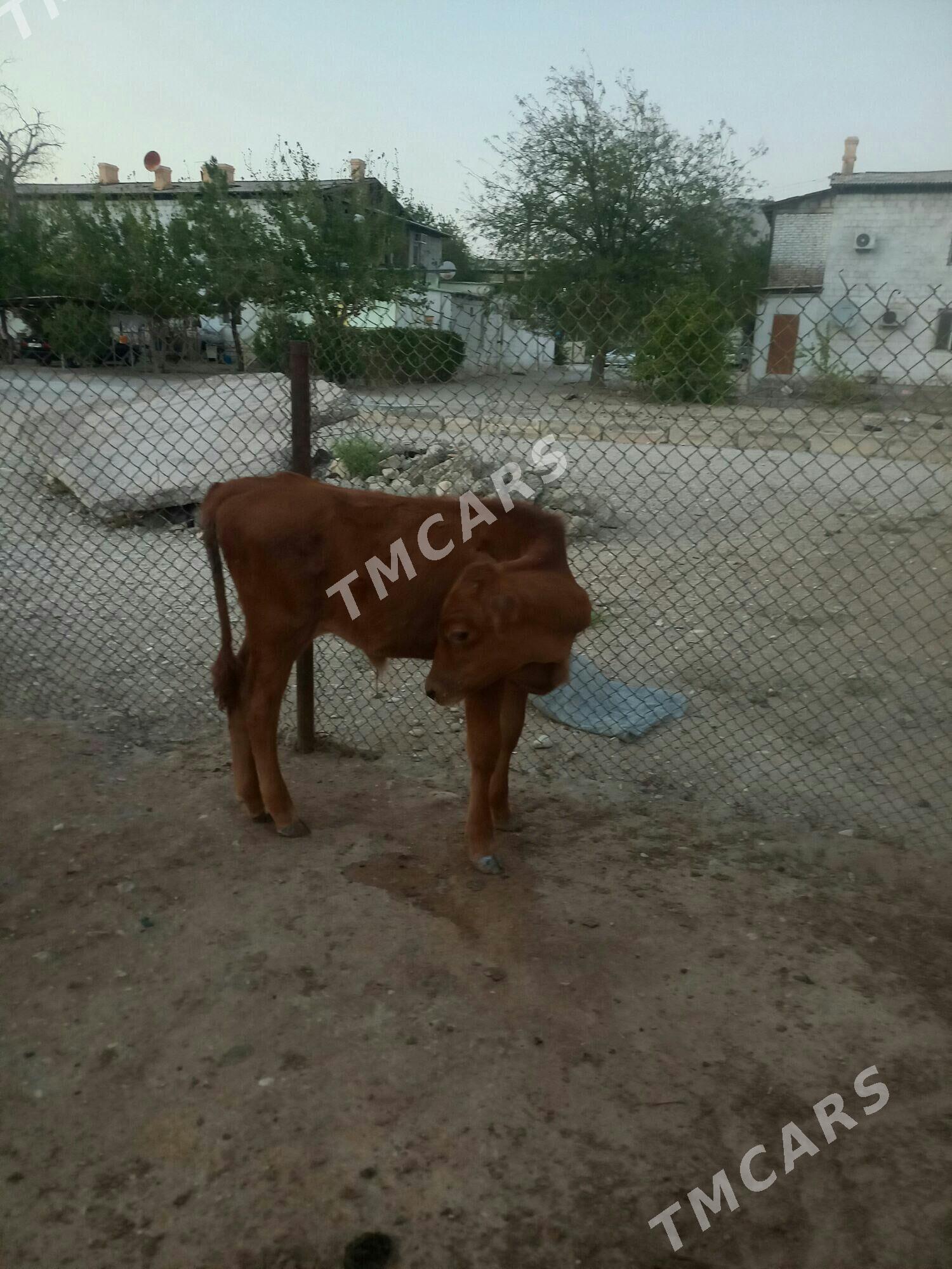 Òkùzçe - Balkanabat - img 2