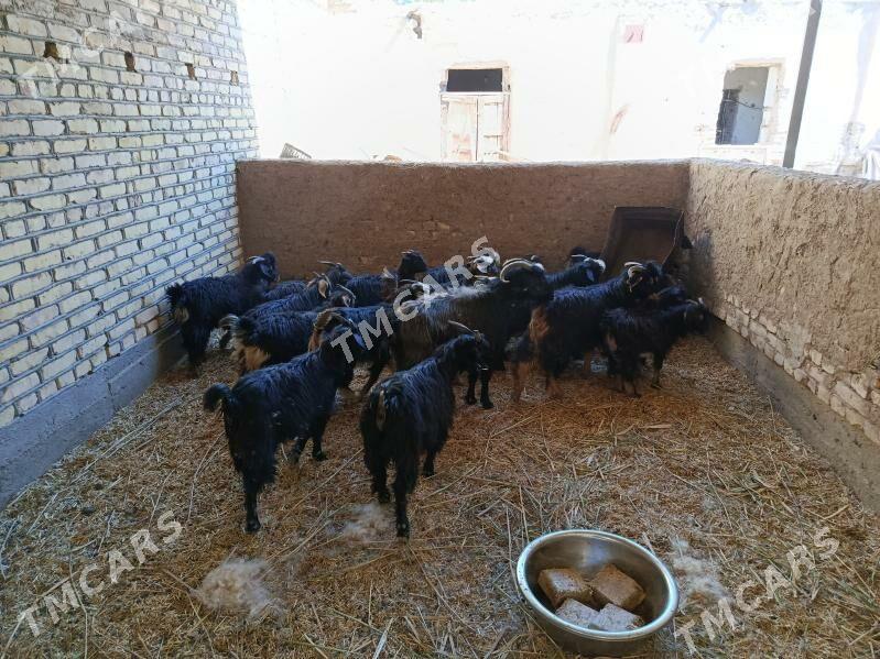 goyun çebiş owlak satylyar - Дашогуз - img 1