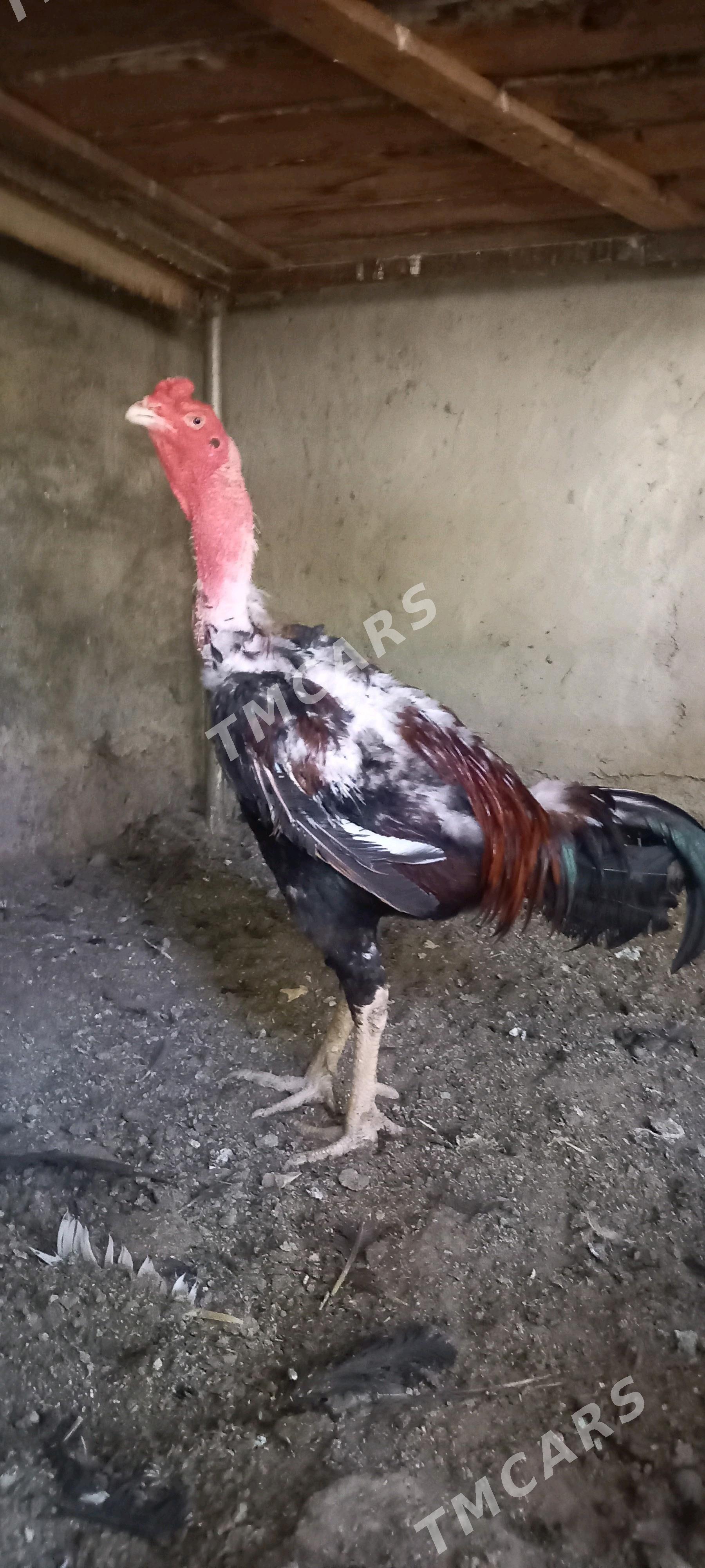 Horoz - Bekrewe - img 3