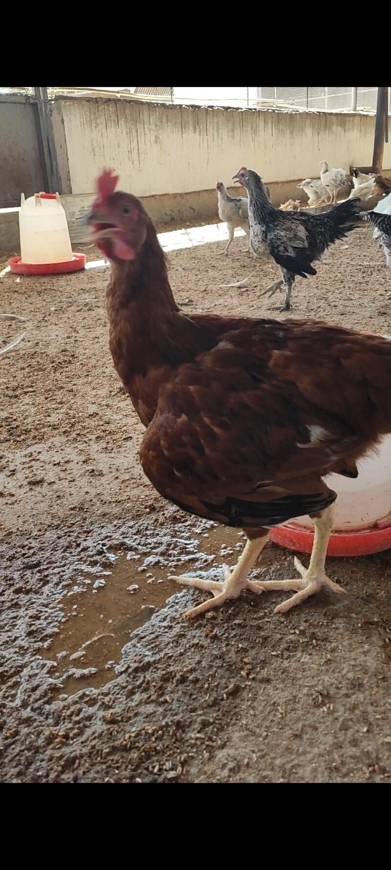 adler brama sendy lohman towuk - Ашхабад - img 8