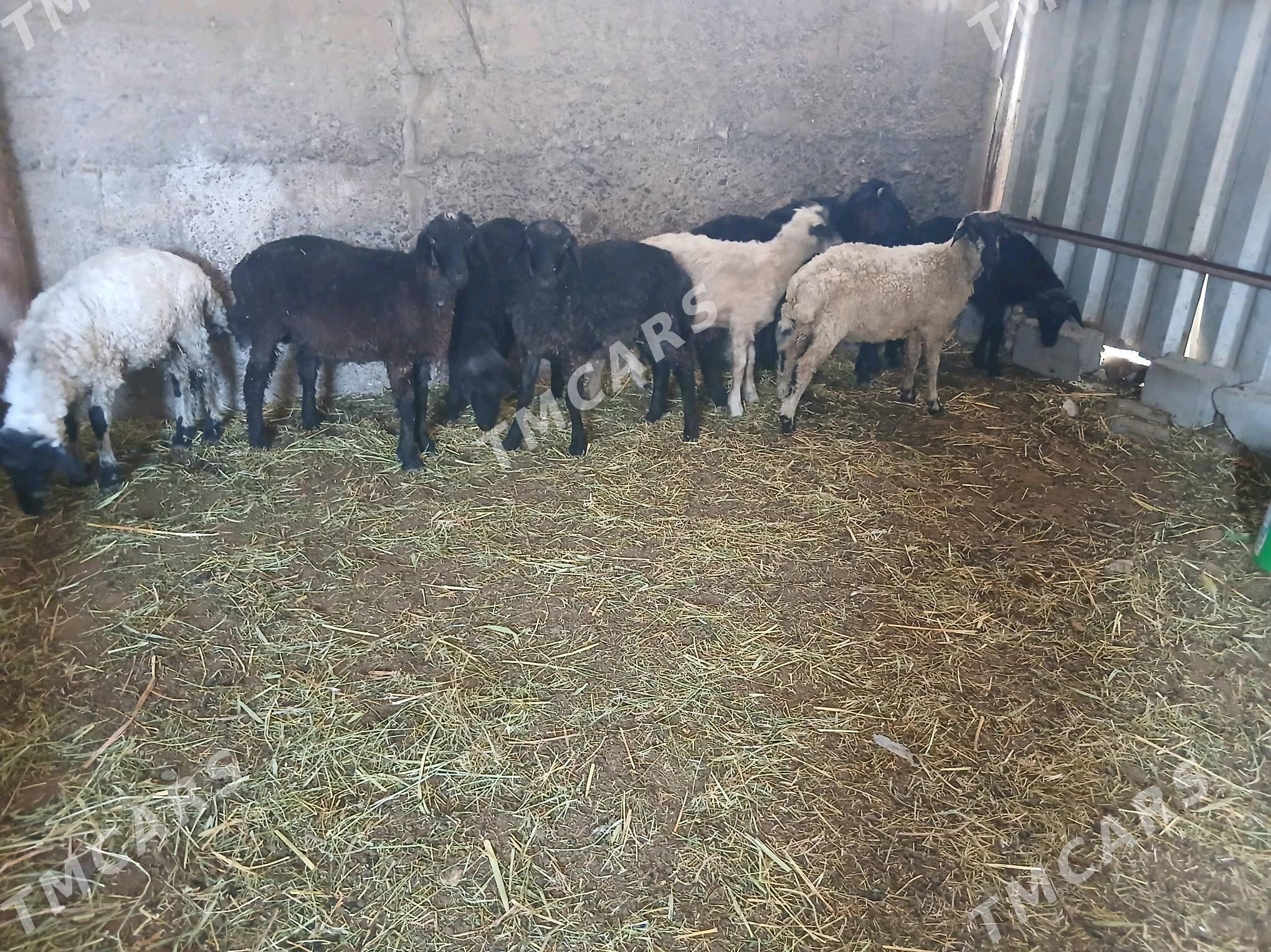 tokly gara koli - Гёкдепе - img 3