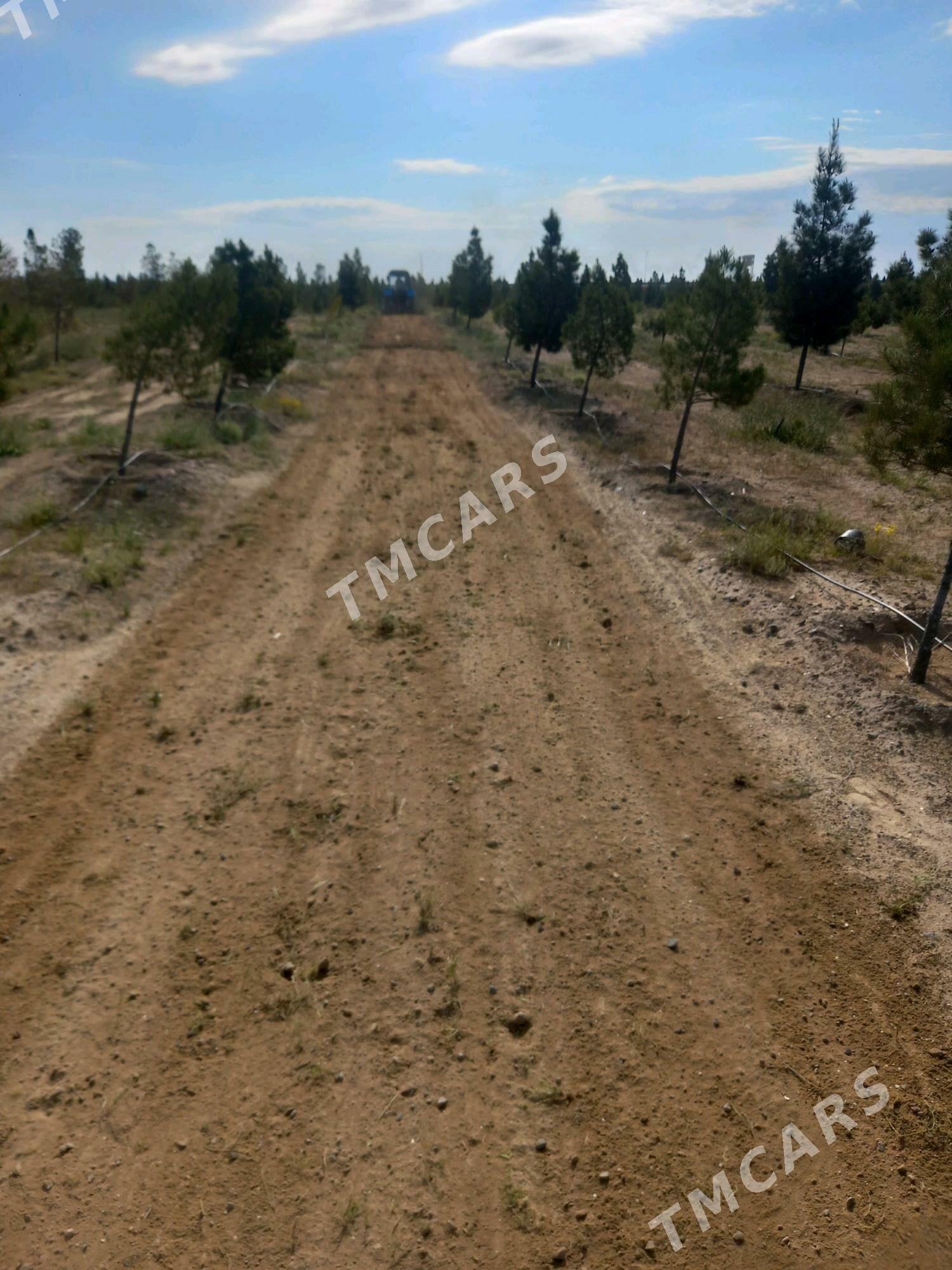 isgar gerek bagban - Туркменбаши - img 5