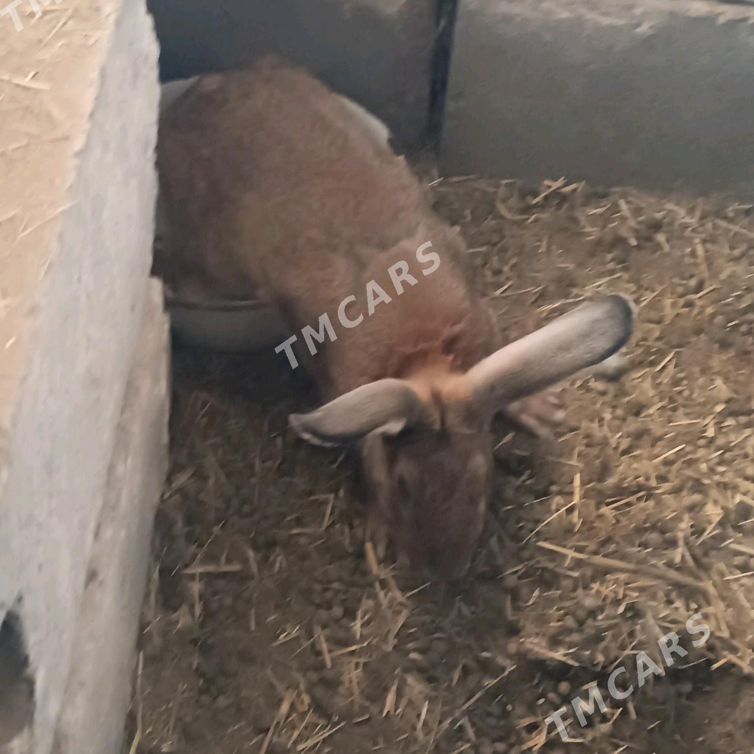 towsan - Gyzylarbat - img 2