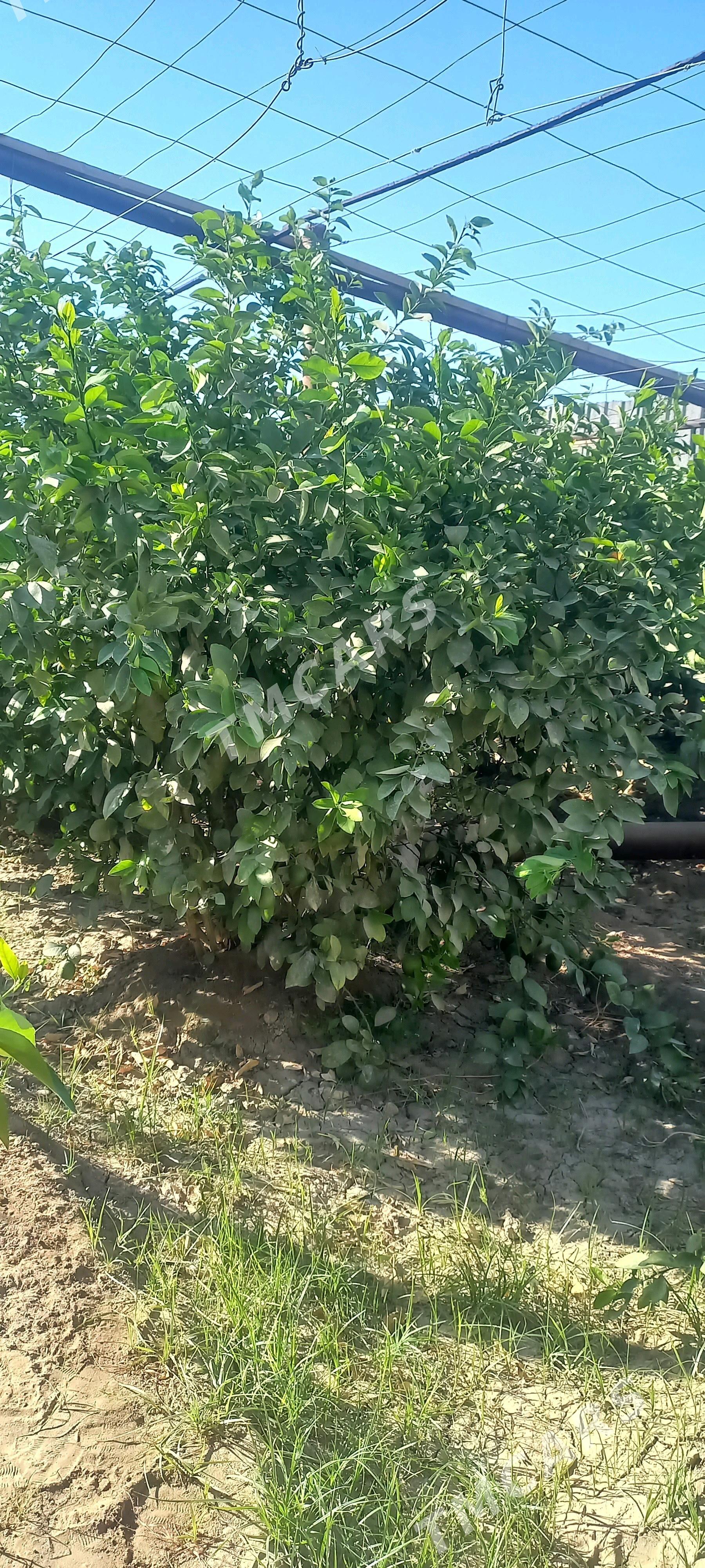 limon - Гёкдепе - img 2