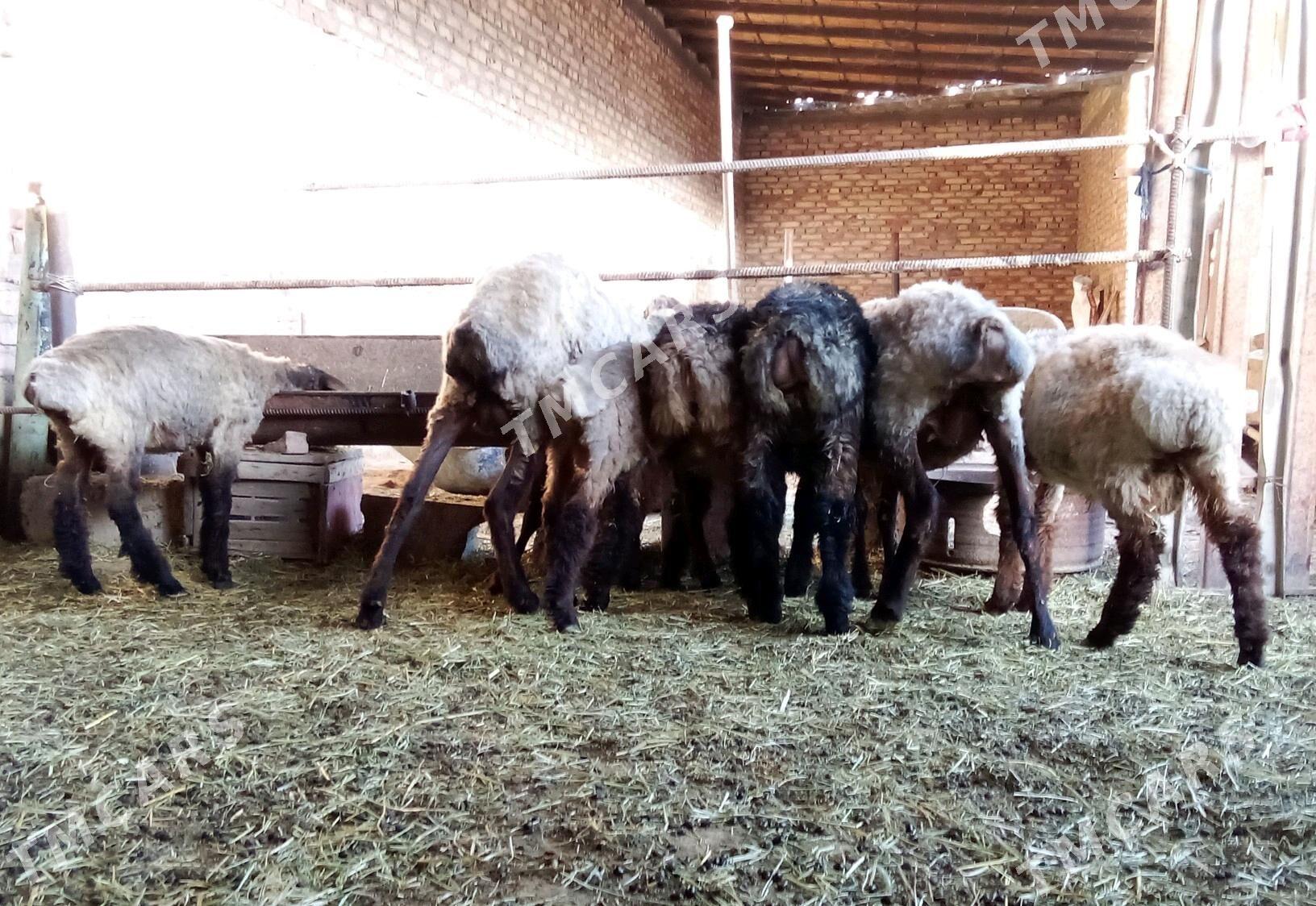 Goýun 2 sanak we Tokly 5 sanak - Гёкдепе - img 9