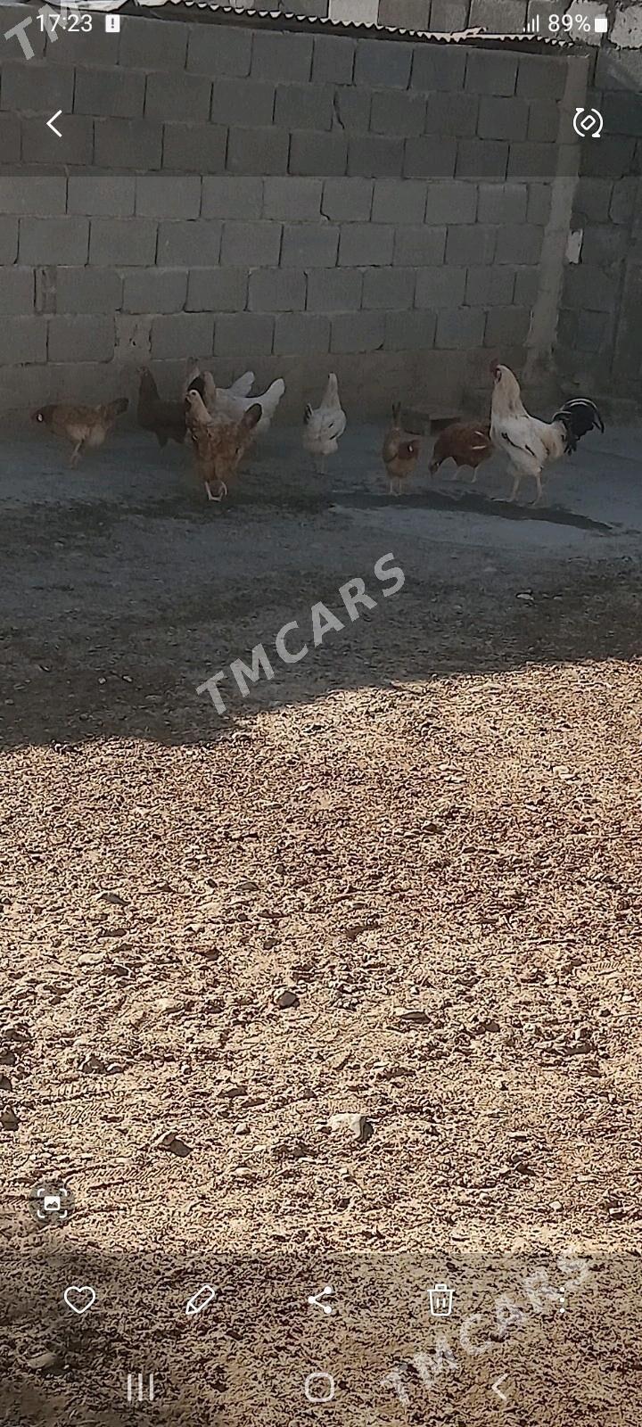 товик - Бедев - img 2