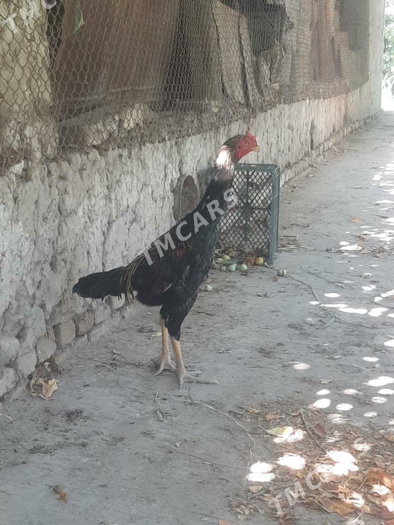 Horaz - Daşoguz - img 3