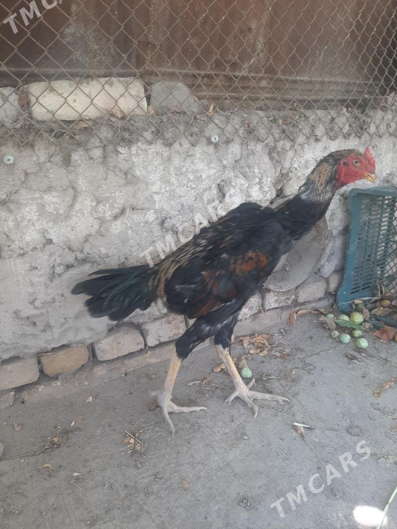 Horaz - Daşoguz - img 2