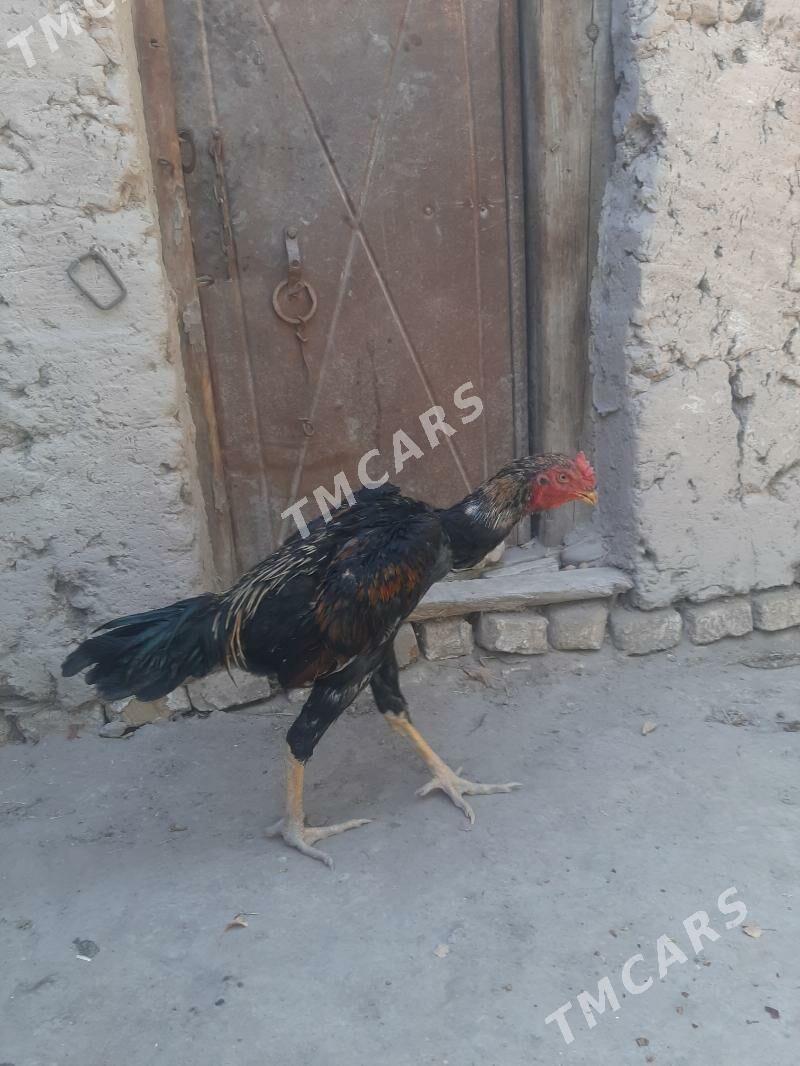 Horaz - Daşoguz - img 4