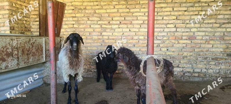 Goyunlar ucusi bile - Багир - img 2