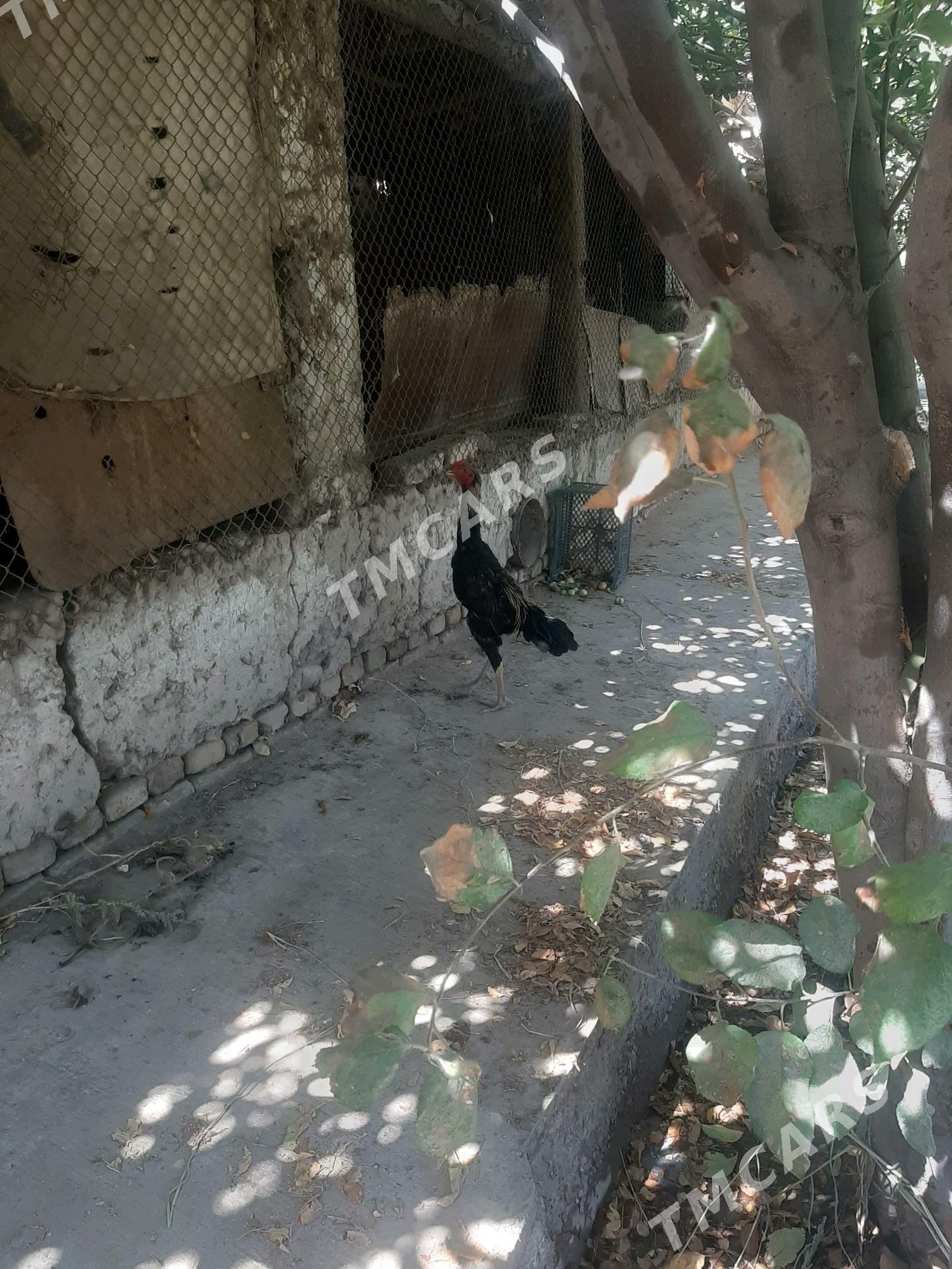 Horaz - Daşoguz - img 6