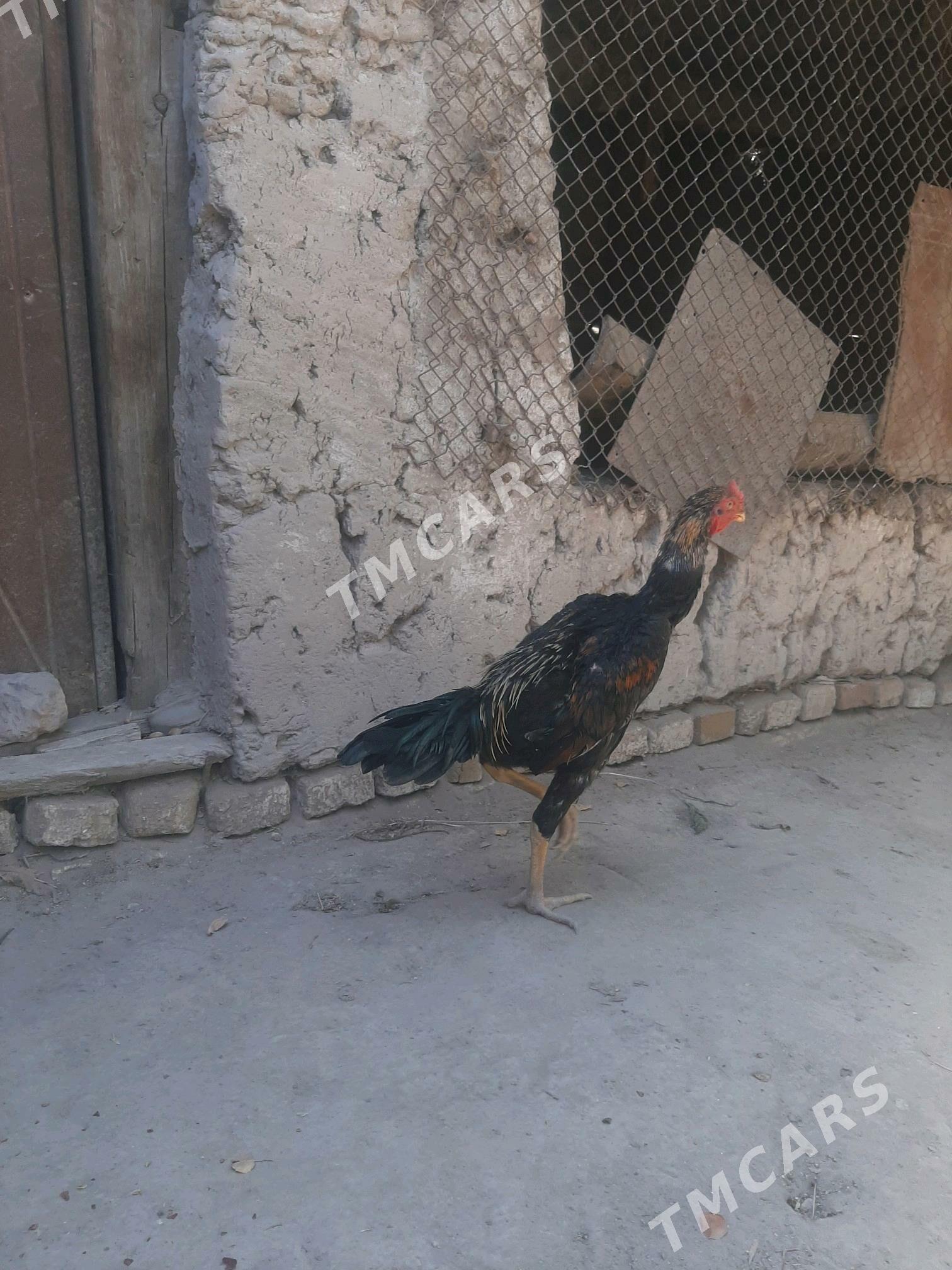 Horaz - Daşoguz - img 7