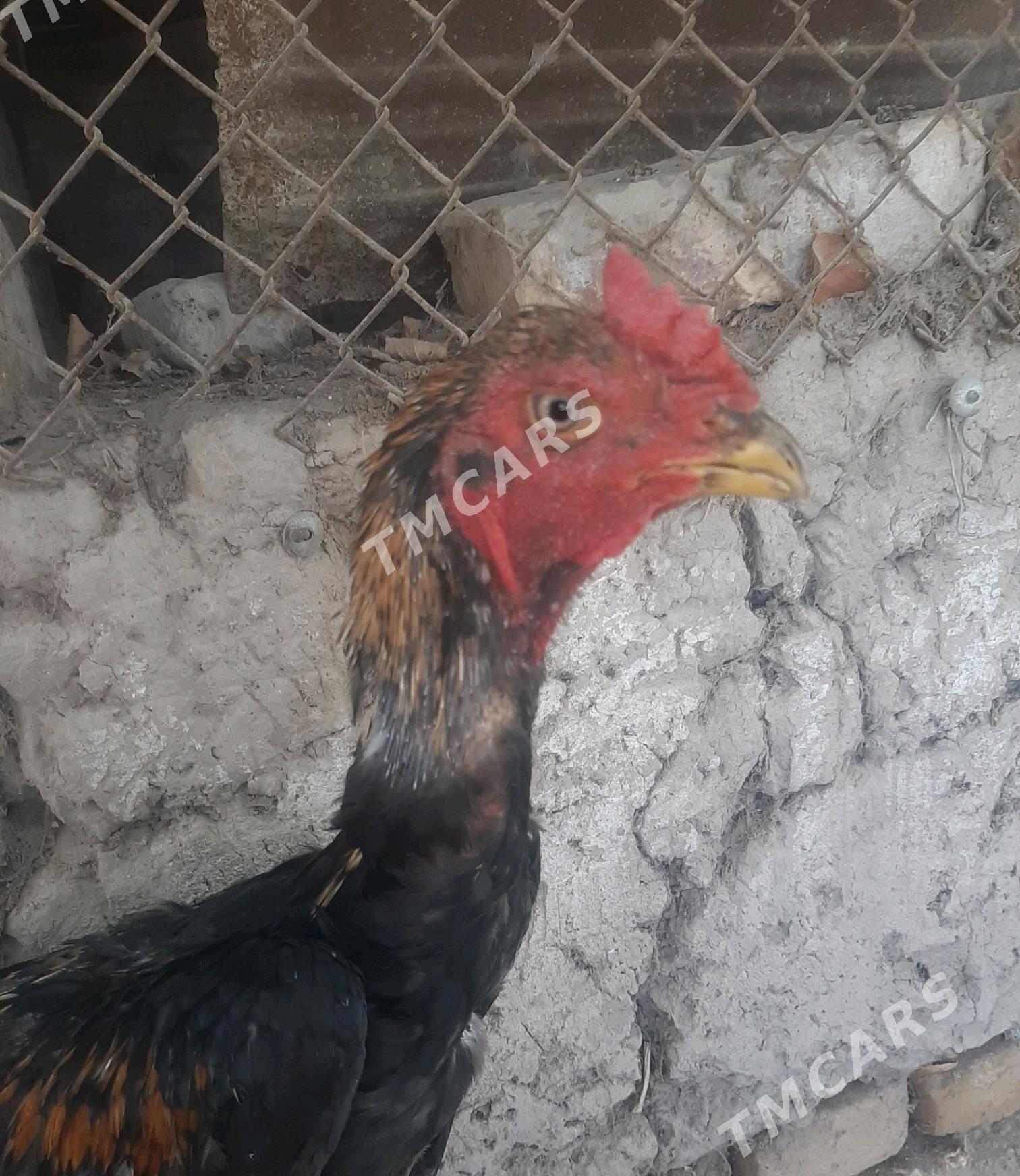 Horaz - Daşoguz - img 8