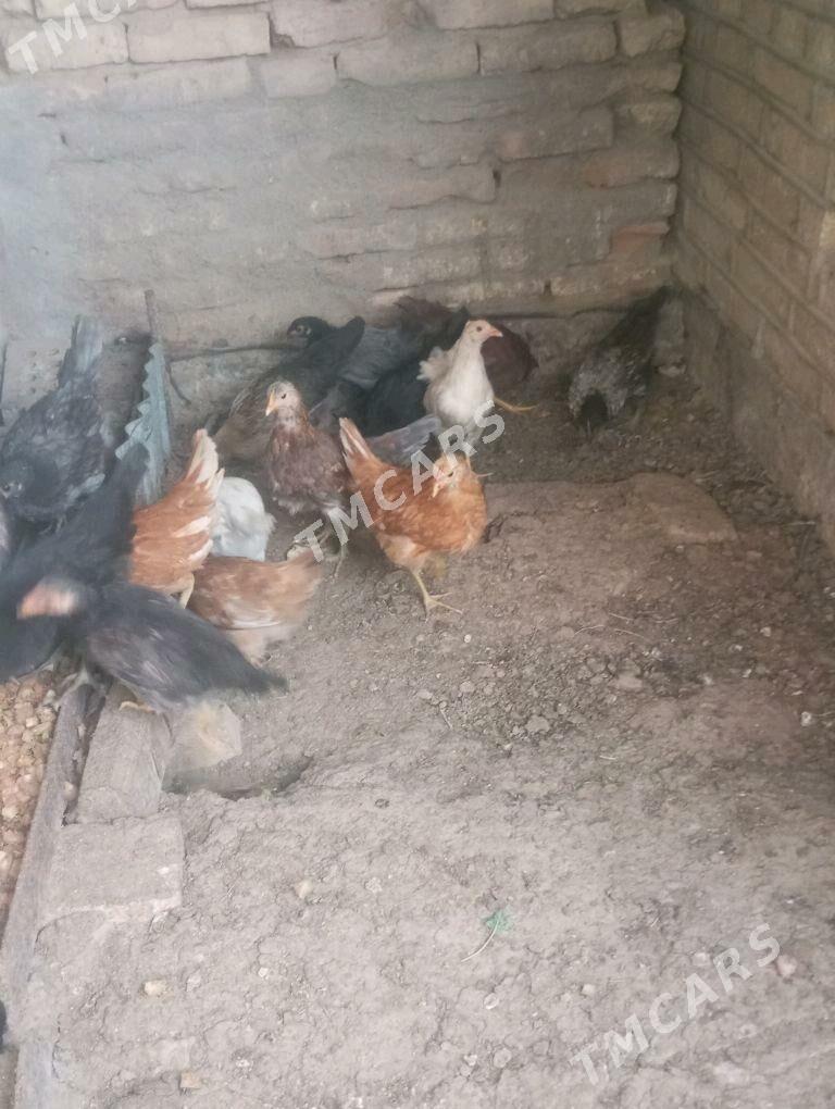 towuk jujeleri - Сакарчага - img 2