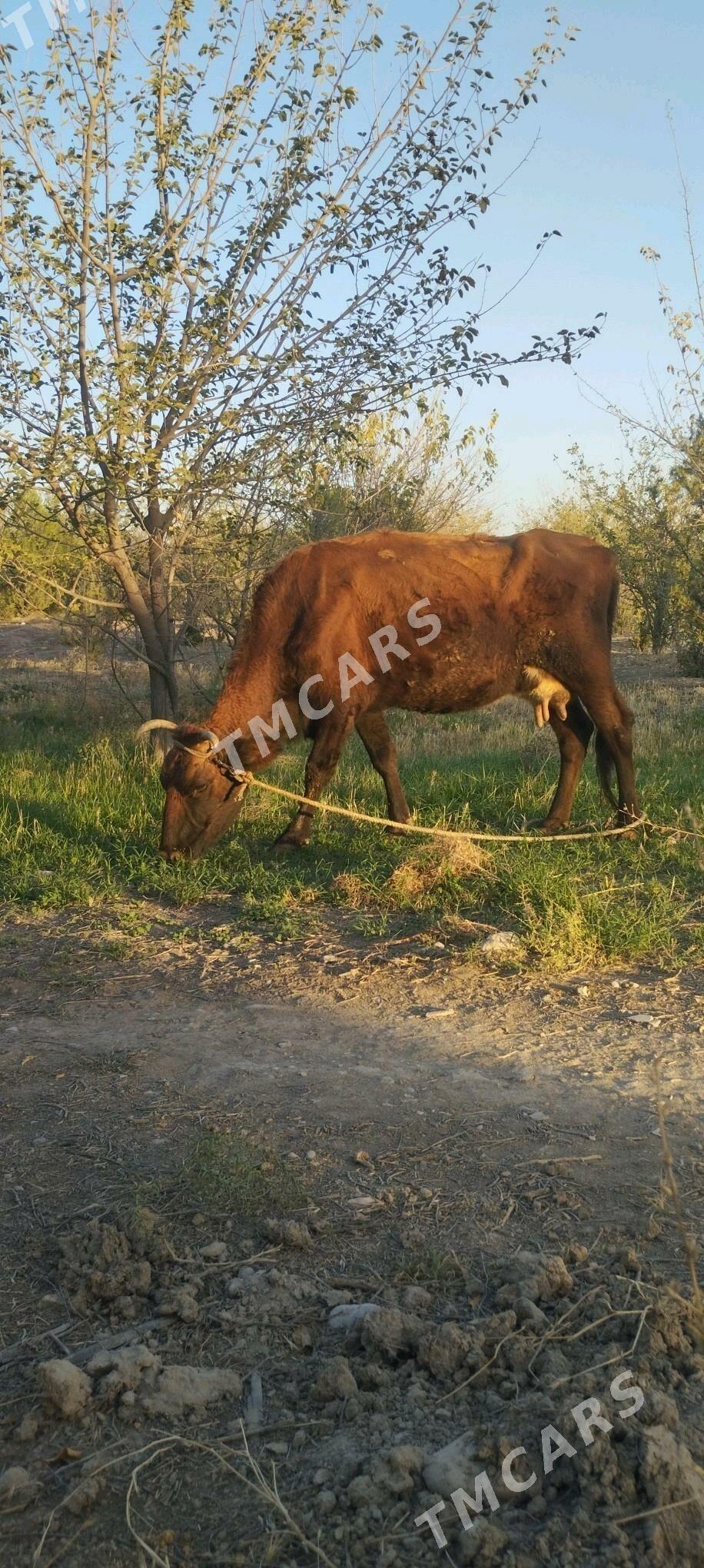 goleli sygyr - Bagyr - img 1