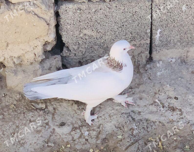 Kepderi - Aşgabat - img 5