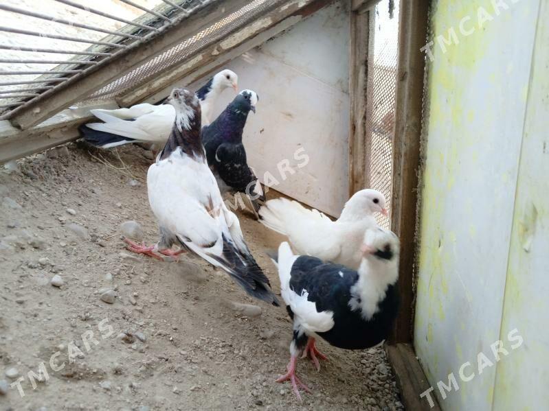 Kepderi - Balkanabat - img 3