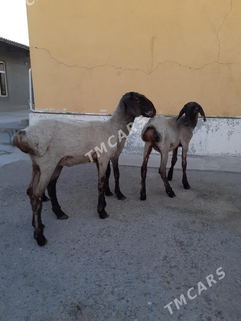 Tokli - Гарадамак Шор - img 3