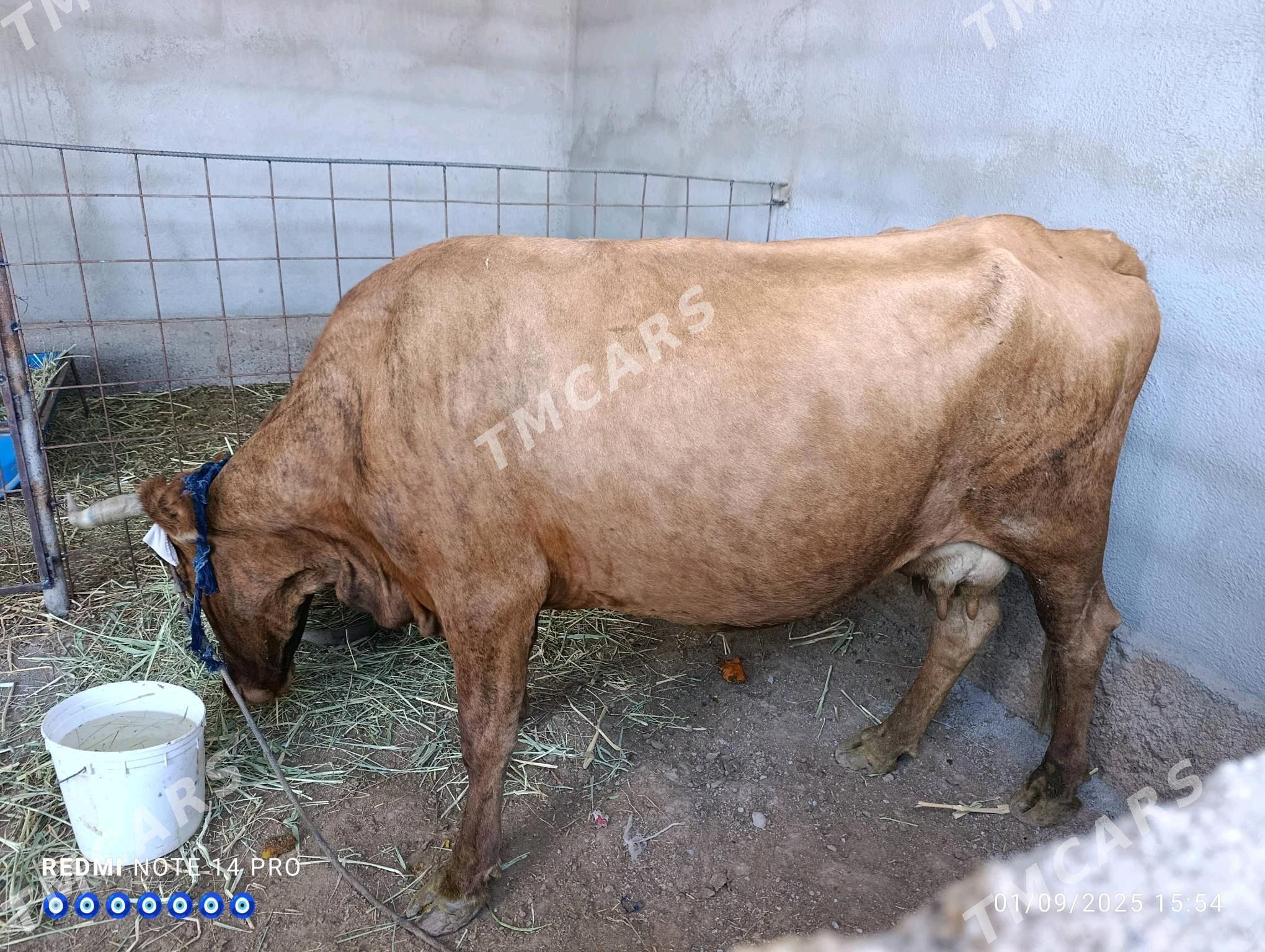 goleli sygyr - Tejen - img 3