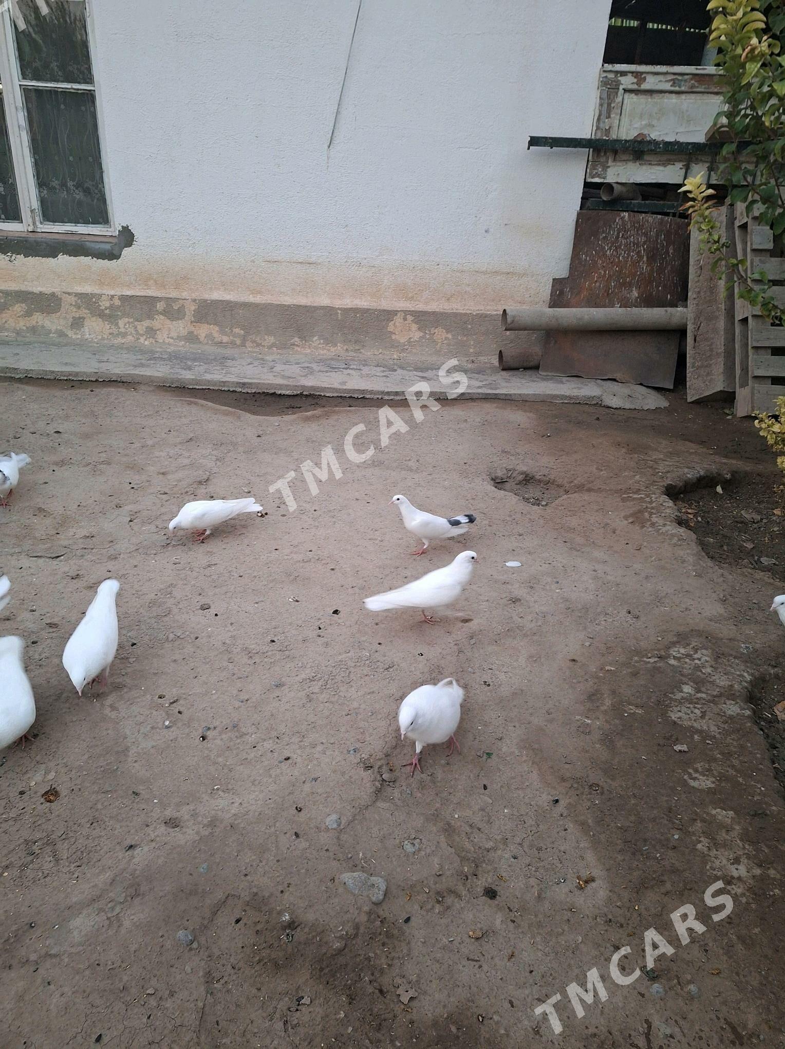 kepderi - Büzmeýin - img 5