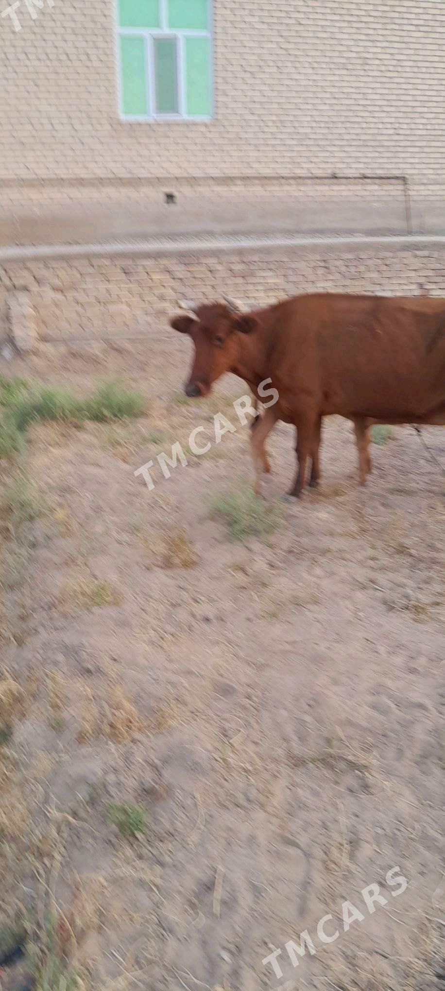 gölely sygyr - Wekilbazar - img 2