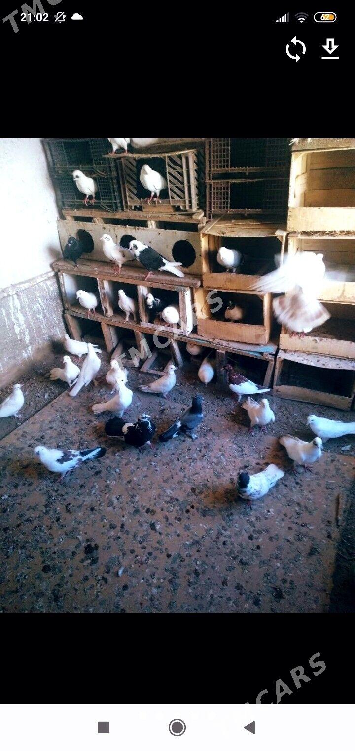 Kepderi - Köneürgenç - img 1