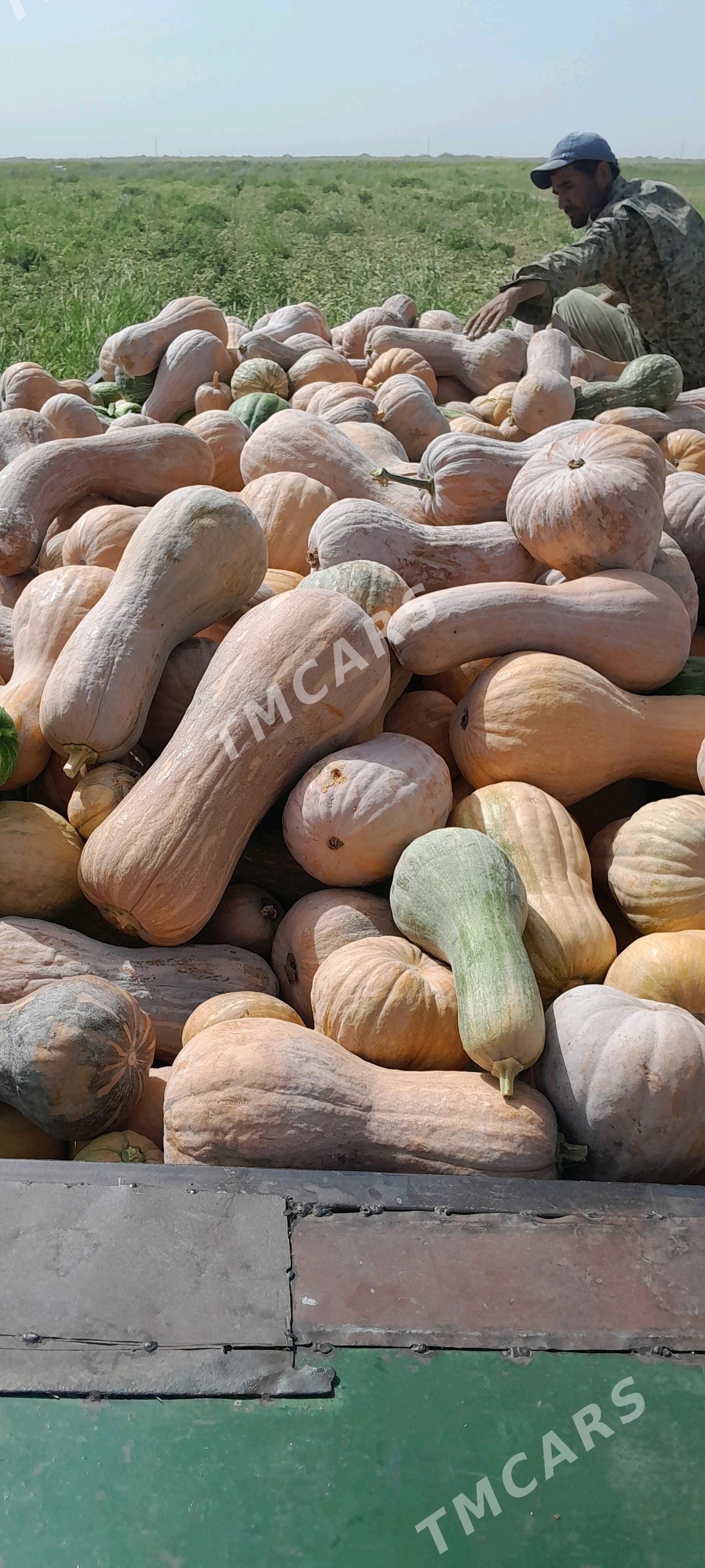 kadi - Büzmeýin - img 2