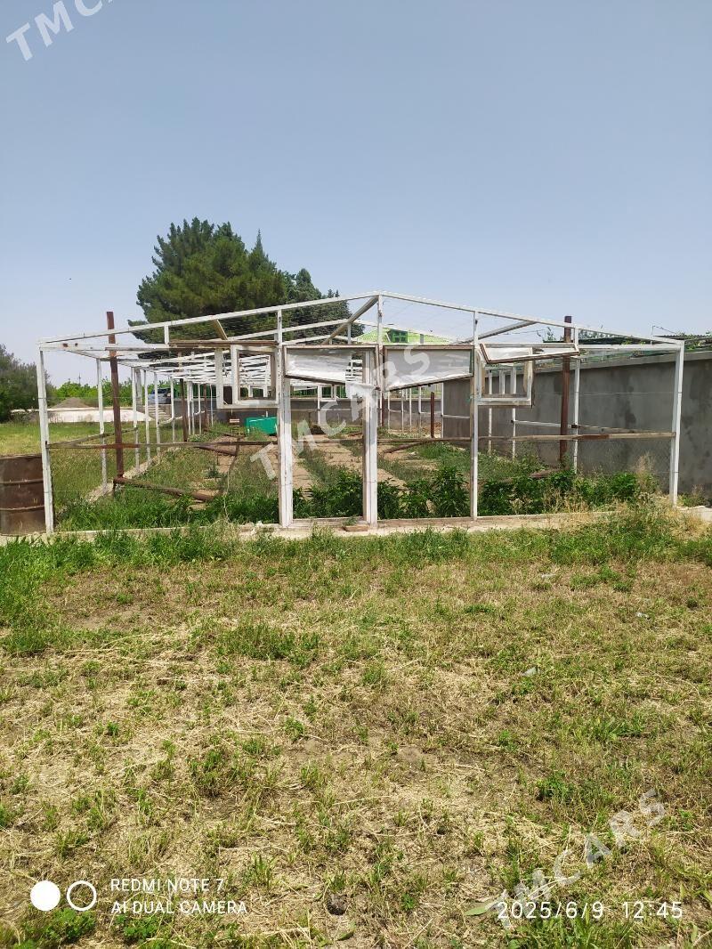 teplitsa, towuk ketek - Aşgabat - img 2