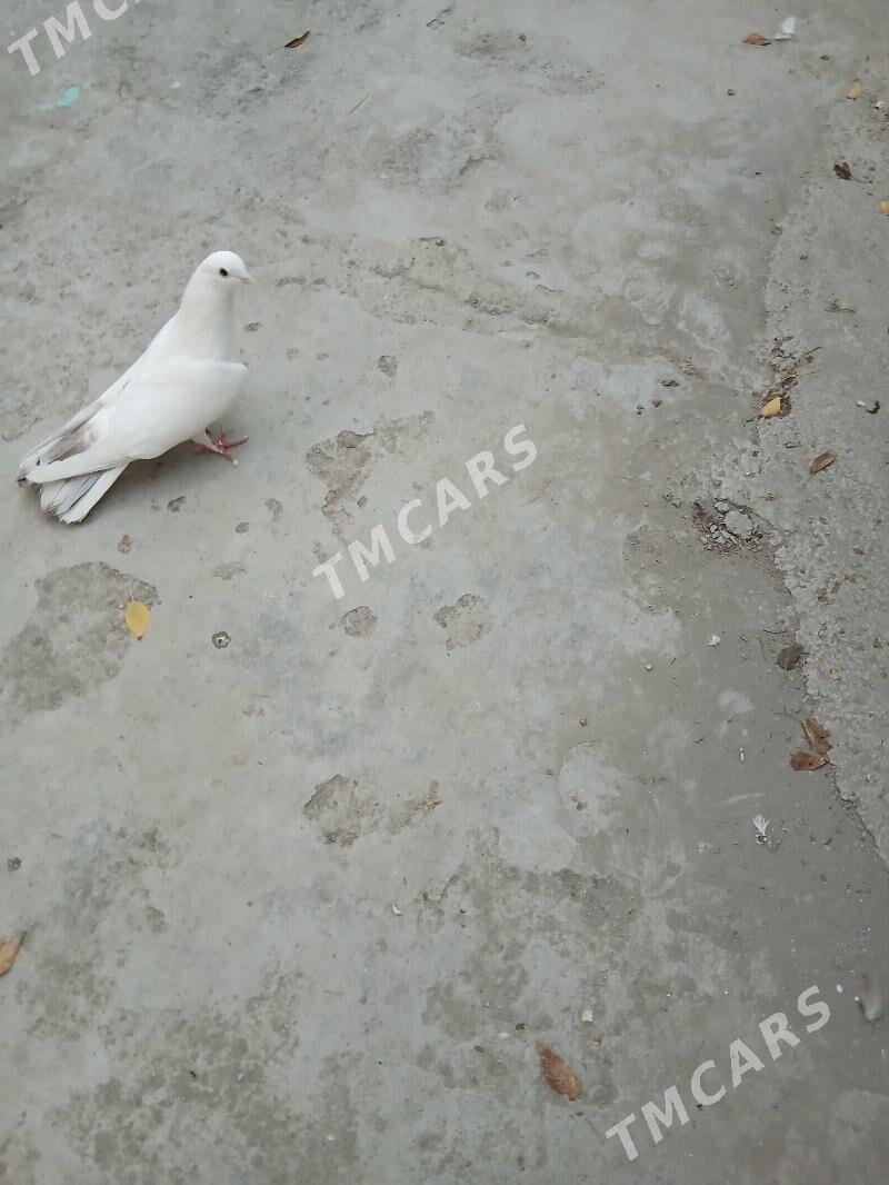 kepderı - Aşgabat - img 3