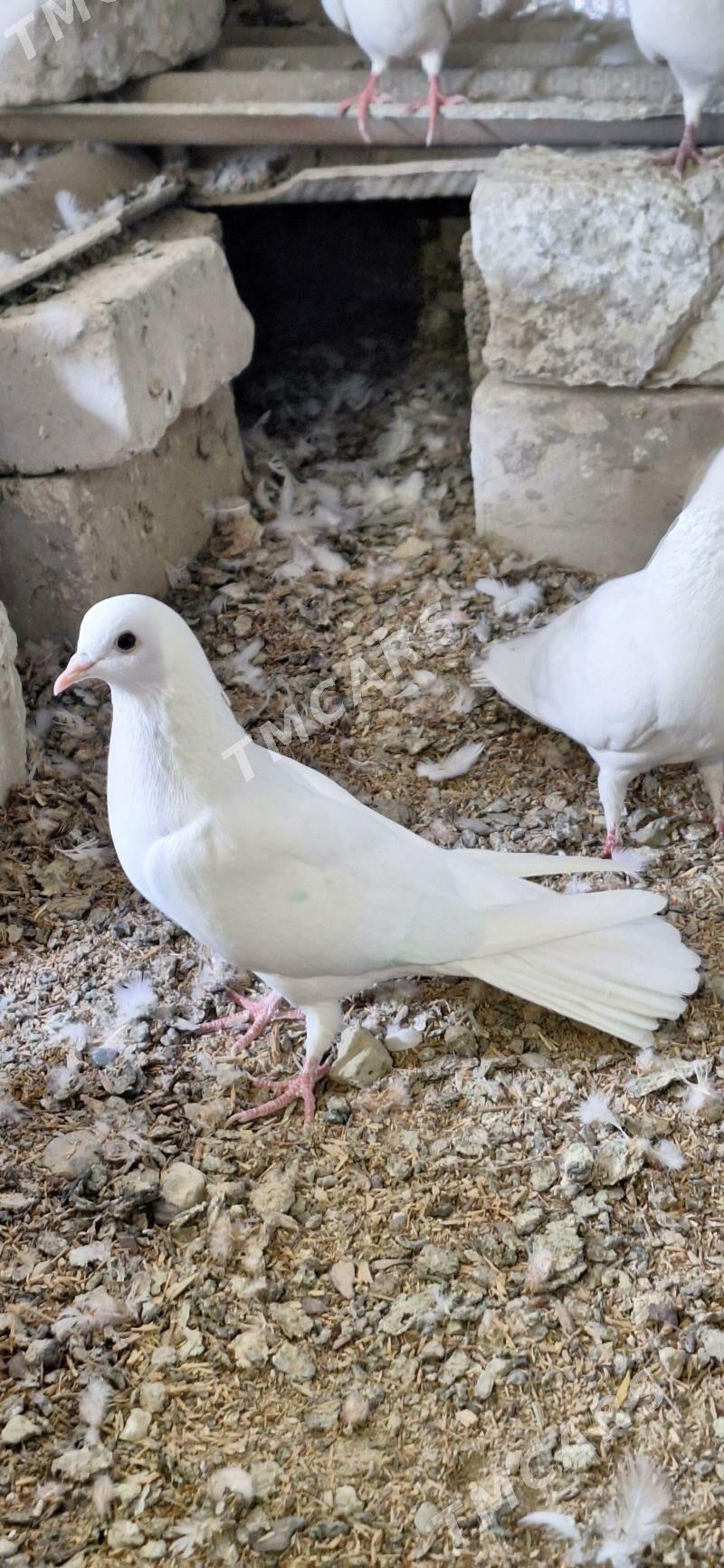 kepderi - Aşgabat - img 2