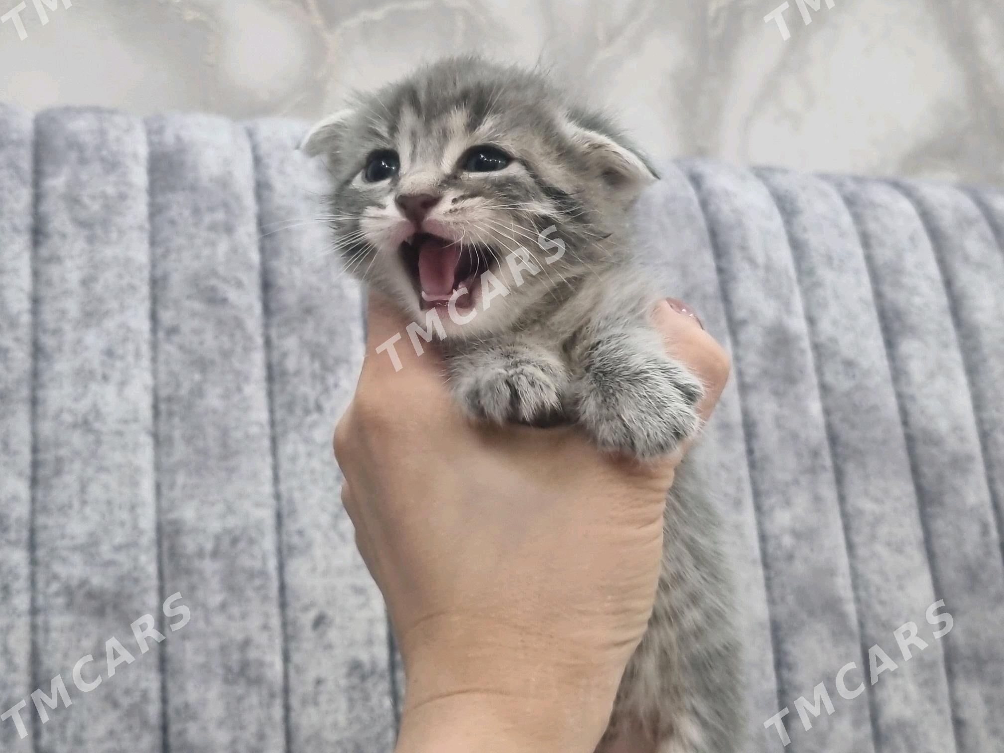 Кошечка - Mary - img 3