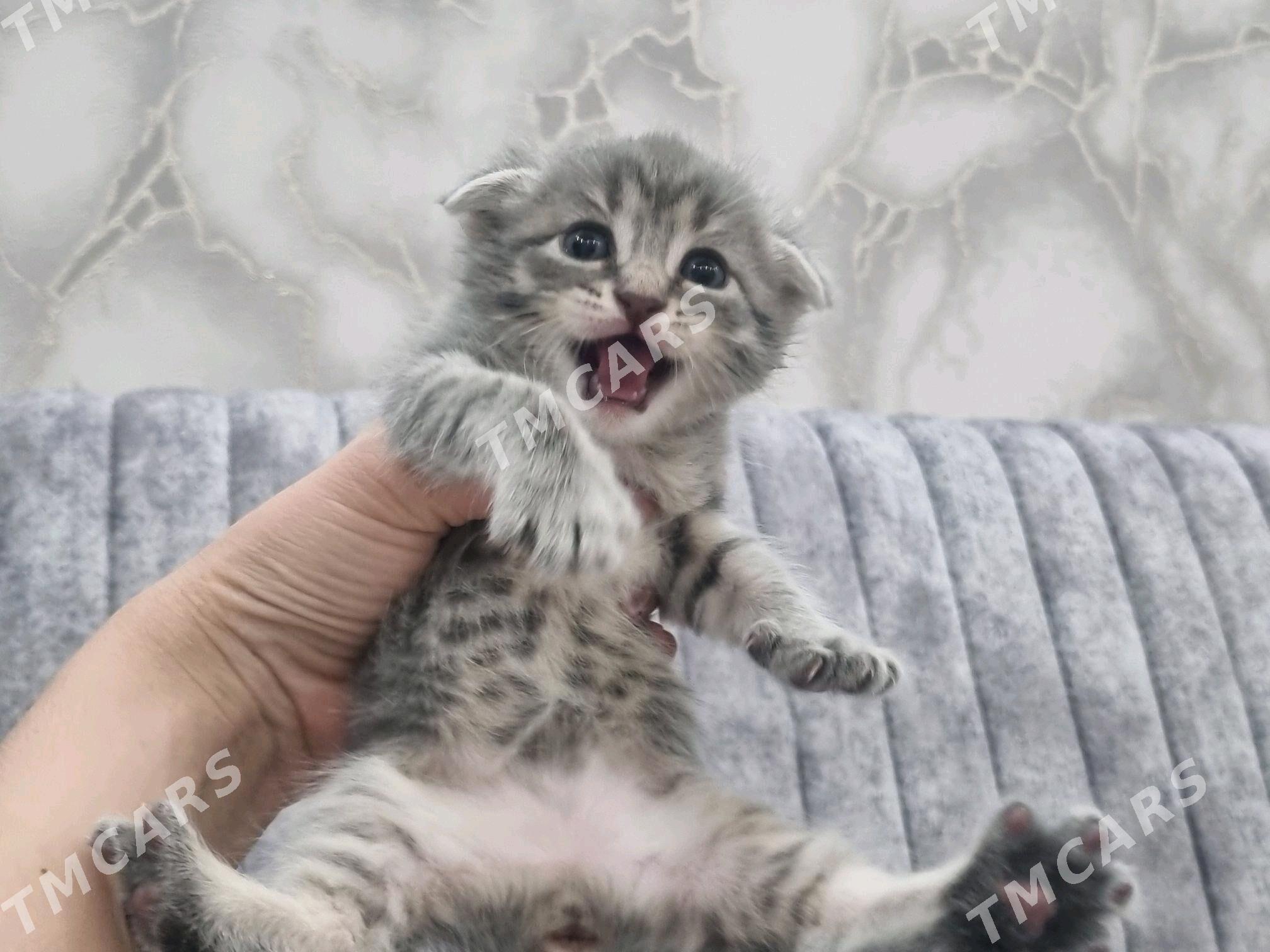 Кошечка - Mary - img 2
