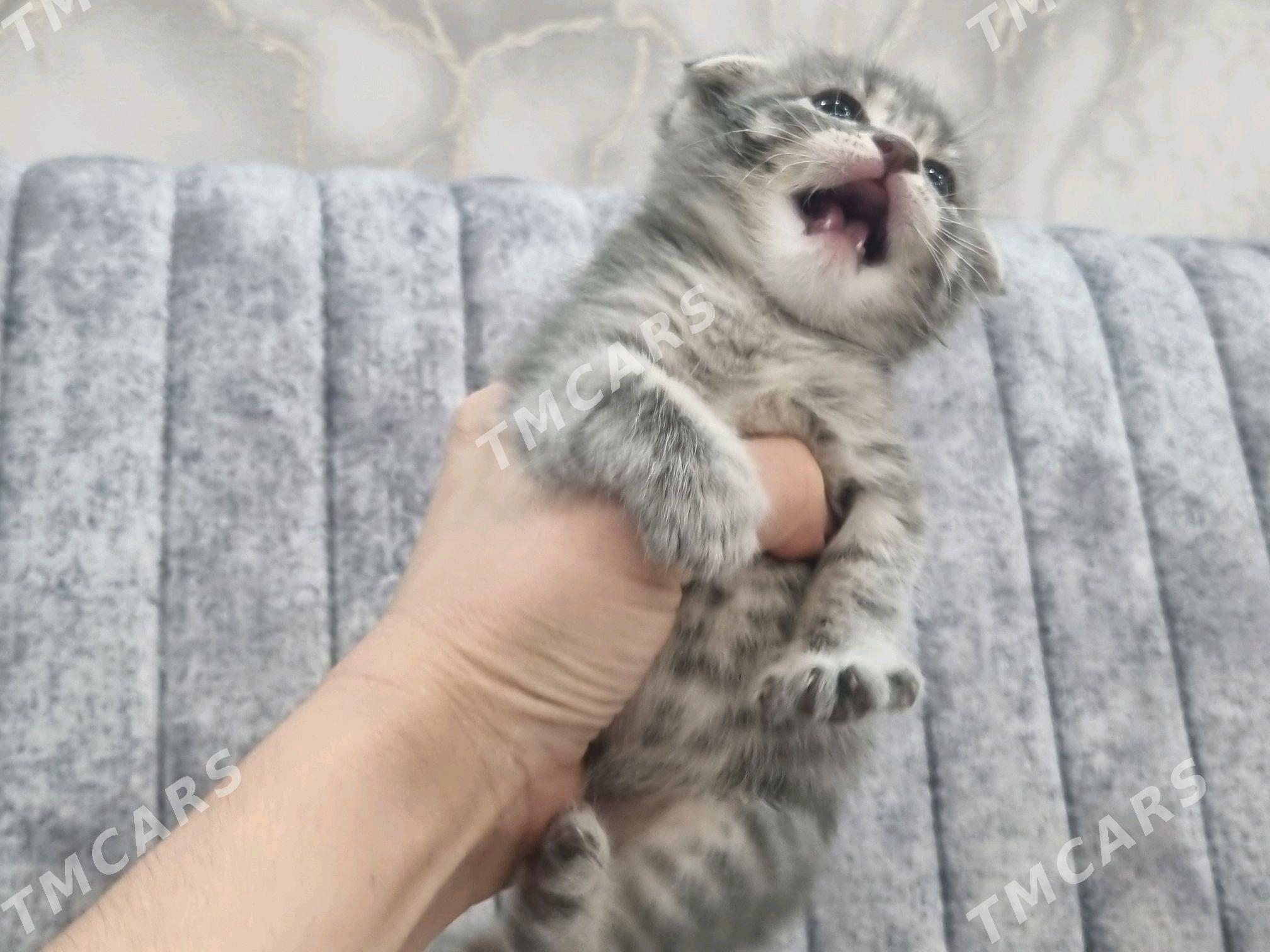 Кошечка - Mary - img 4