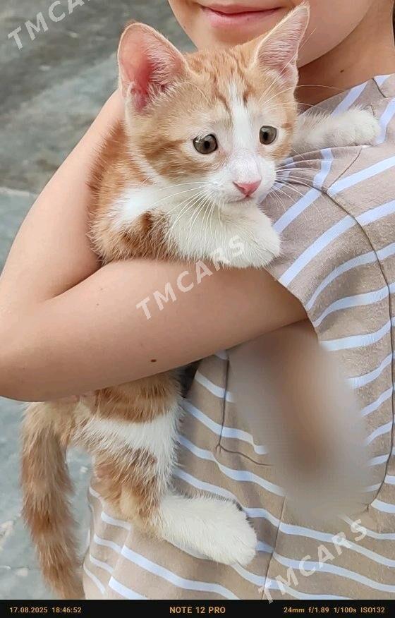 Pişijek saryja, Кошка - Mary - img 1