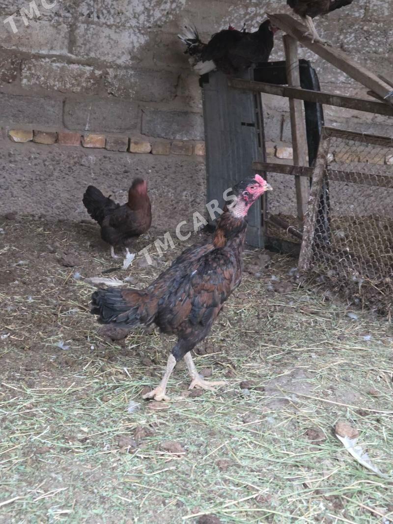 Özbek towuk - Türkmenabat - img 3
