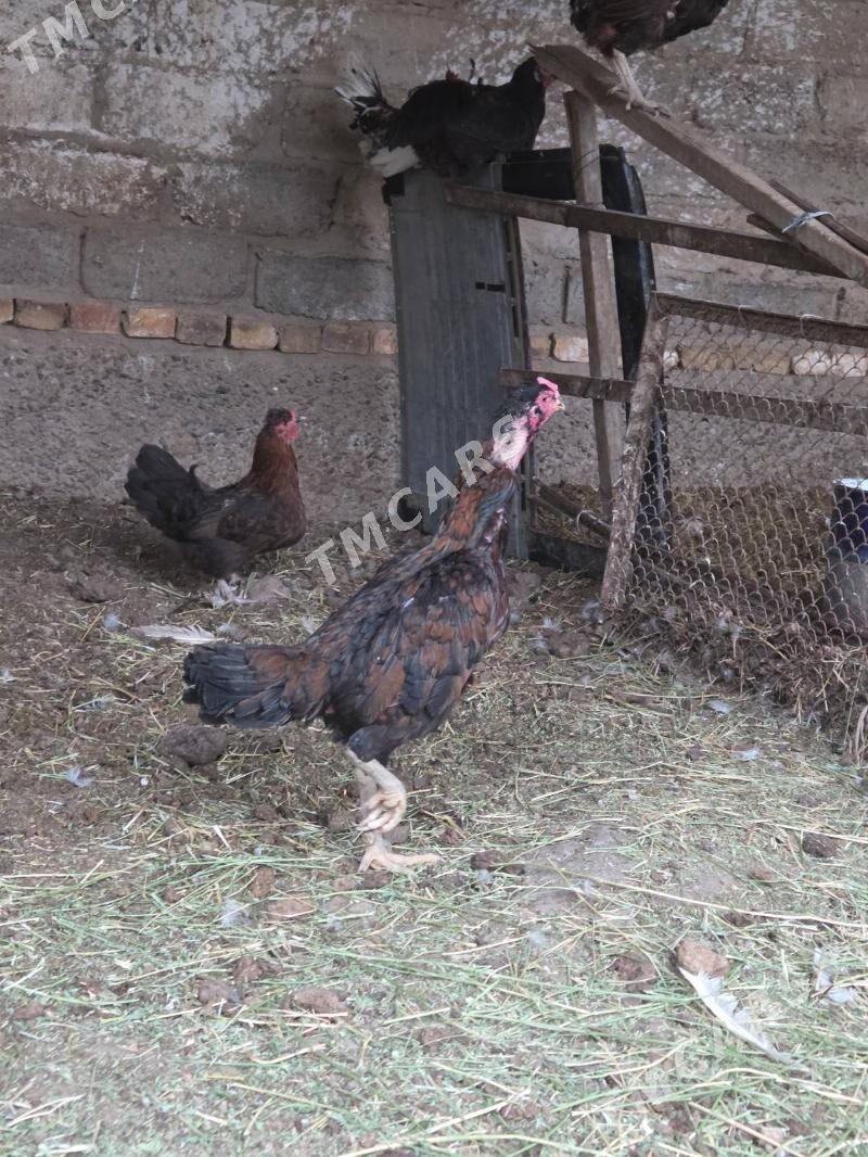 Özbek towuk - Türkmenabat - img 2