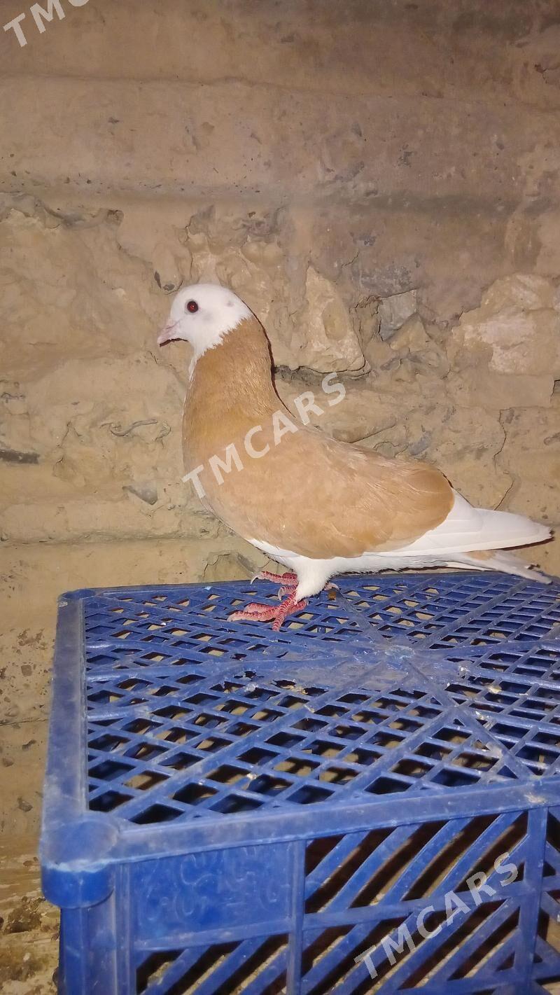 Guş - Gyzylarbat - img 2