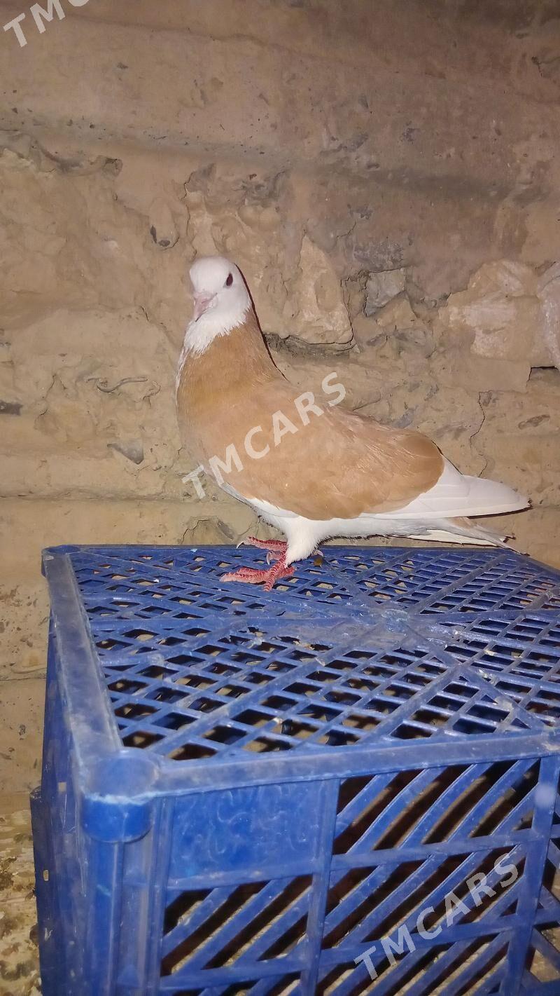 Guş - Gyzylarbat - img 3