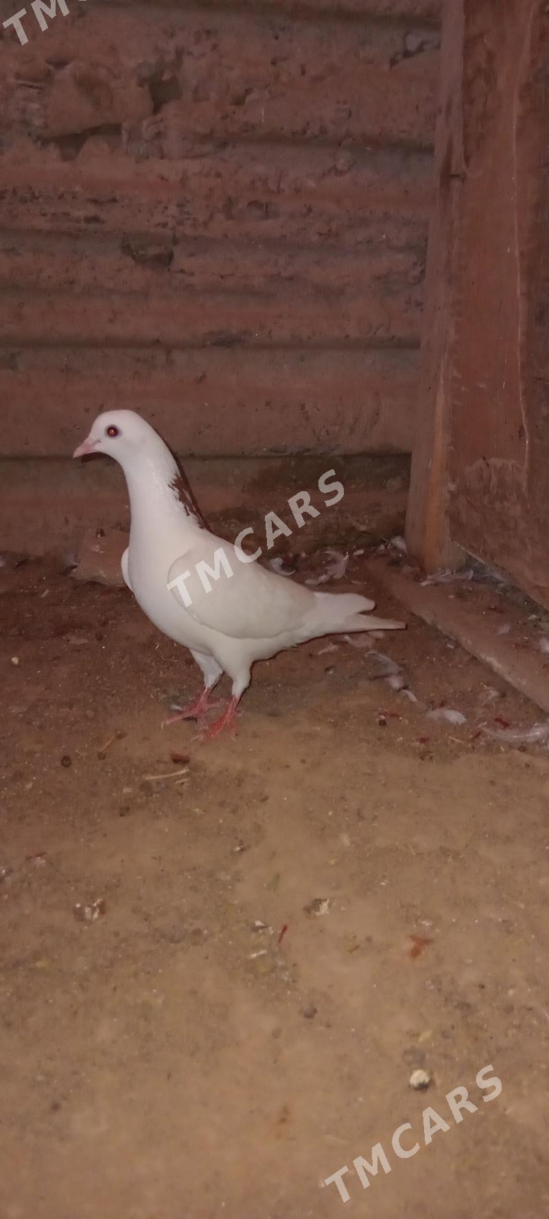 Guş - Gyzylarbat - img 2