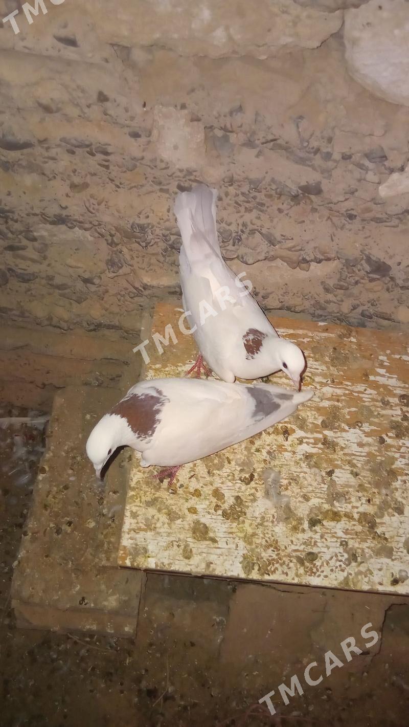 Guş - Gyzylarbat - img 3