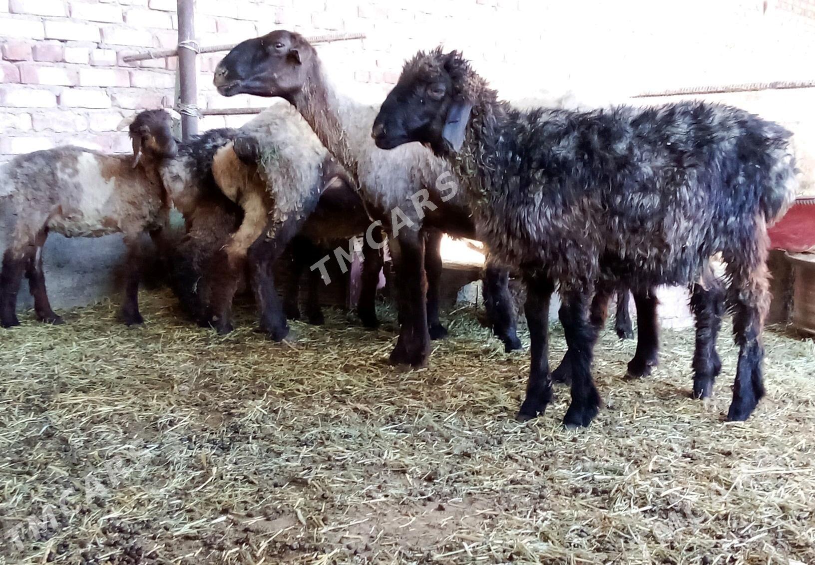 Tokly 5 sanak we Goýun 2 sanak - Гёкдепе - img 2