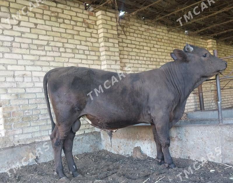 shivet buka - Сакар - img 2